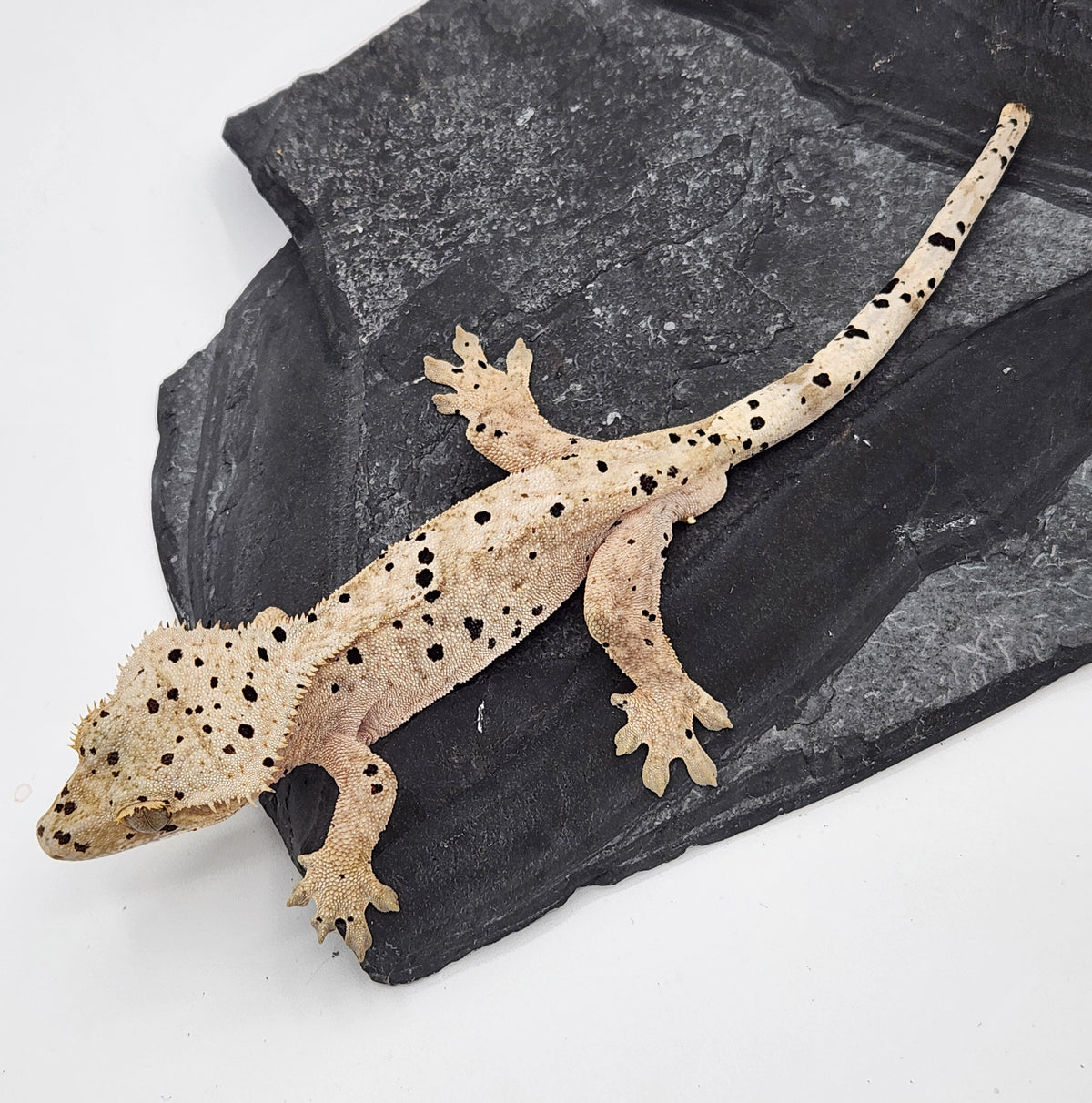 Crested Gecko - Pixel x Poppy - 11-9-23 - Male