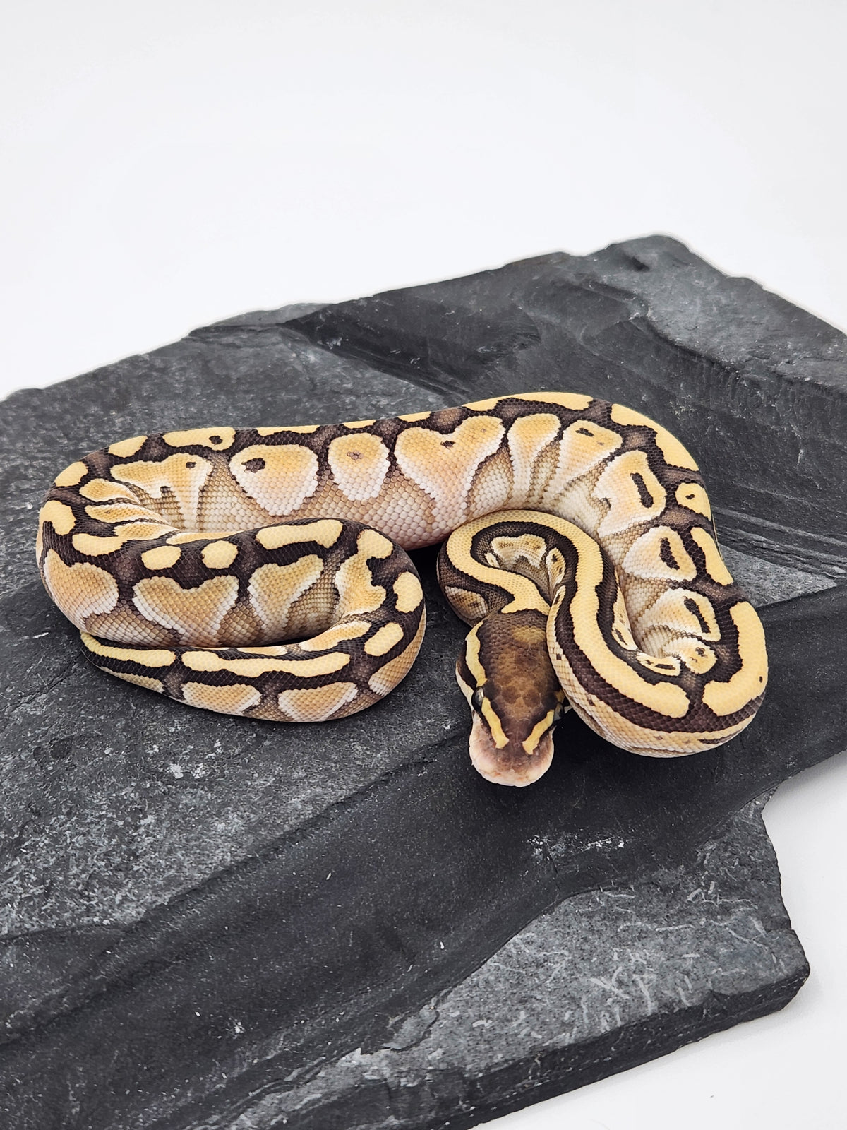 Ball Python - Lesser - Female