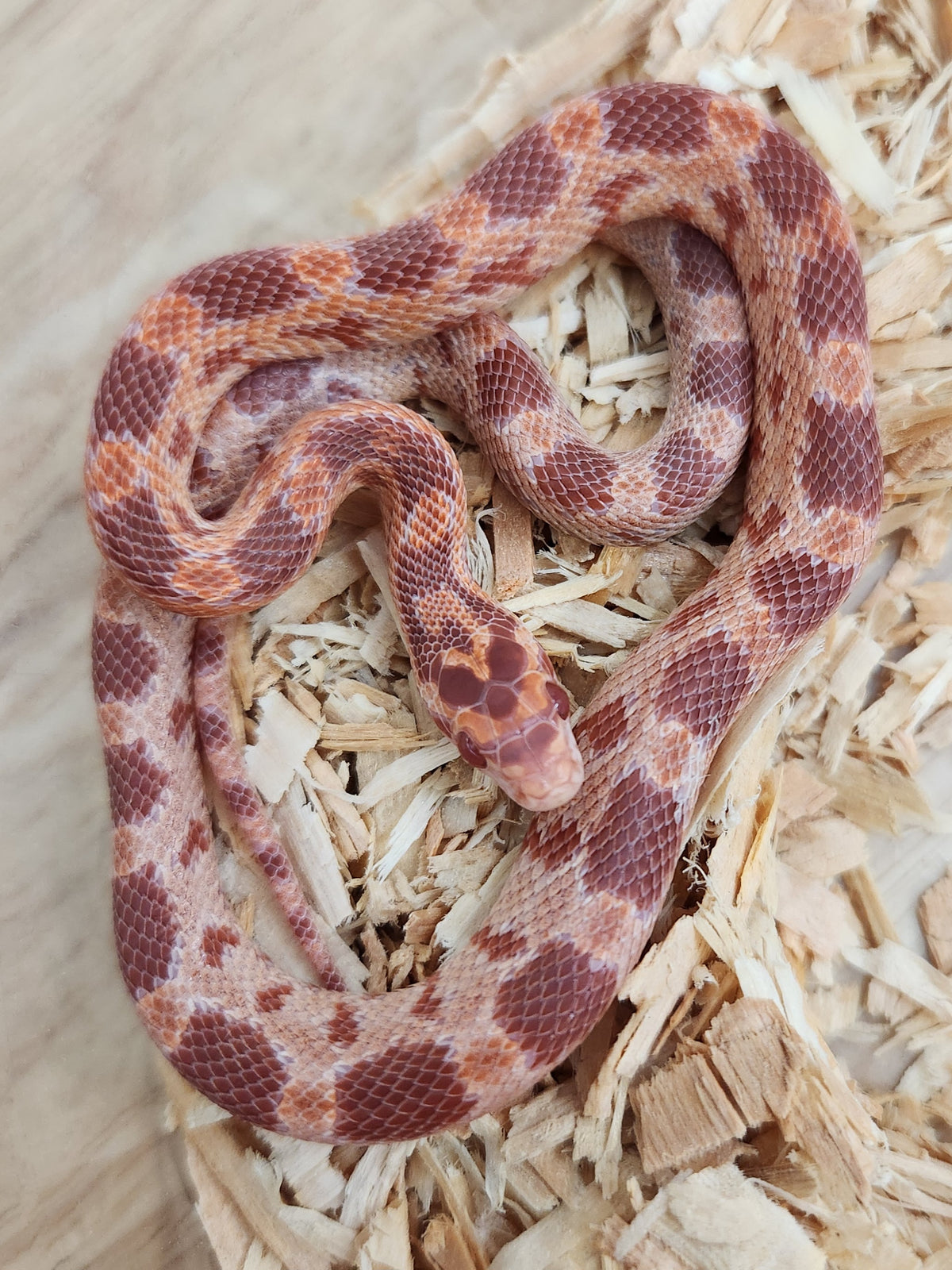 Corn Snake - Red Factor Amel 66PH Palmetto/Sunrise
