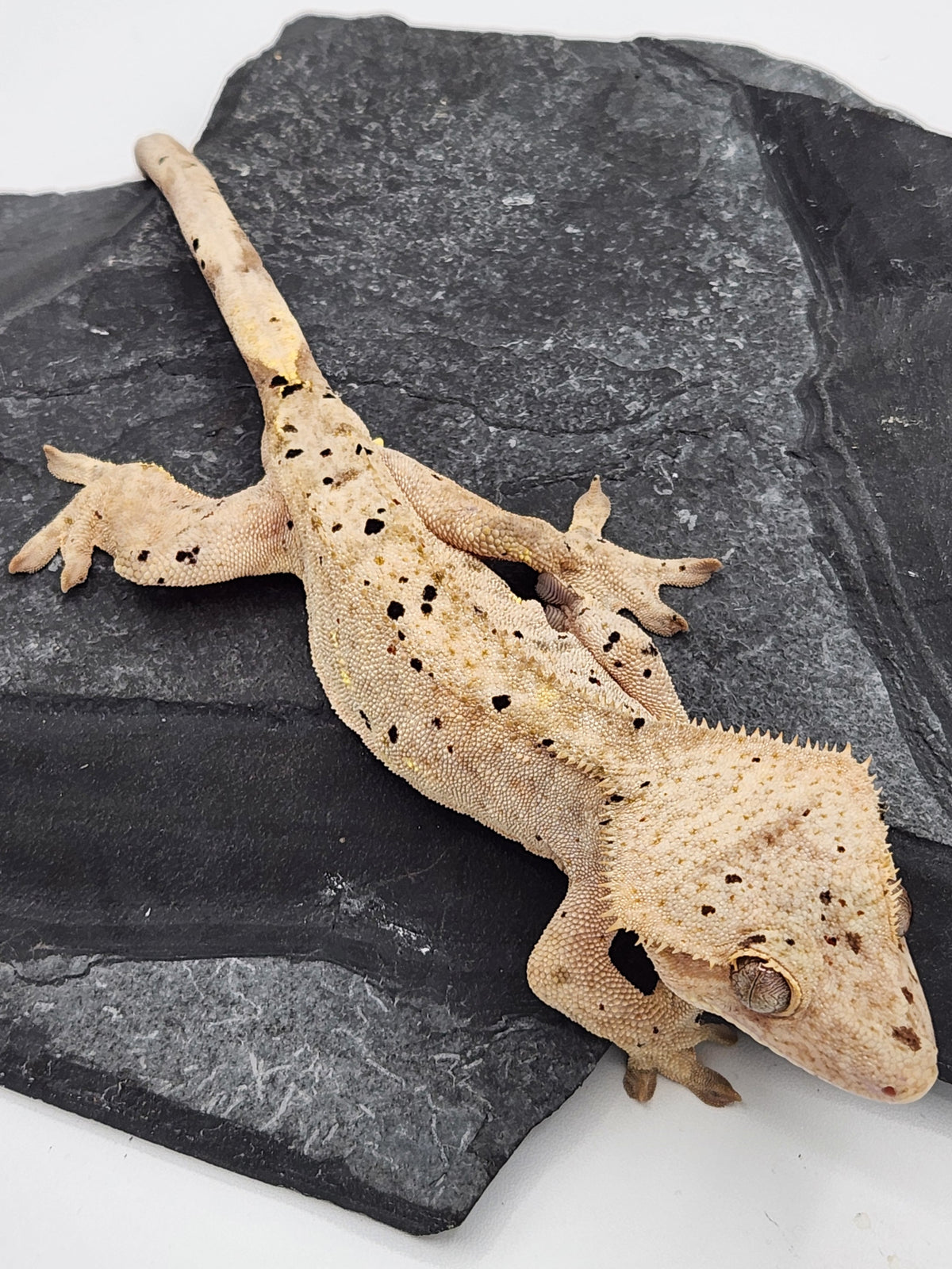 Crested Gecko - Pixel x Poppy - 11-23-23 - Male