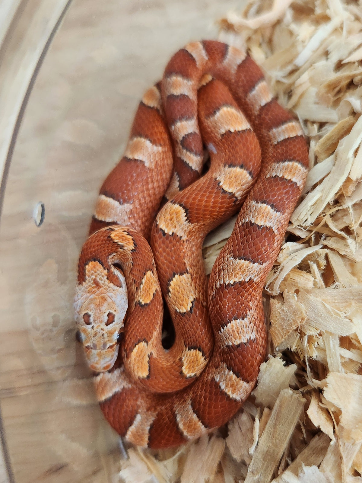 Corn Snake - Low Expression Pied Sided Hypo Bloodred PH Amel/Anery - Male