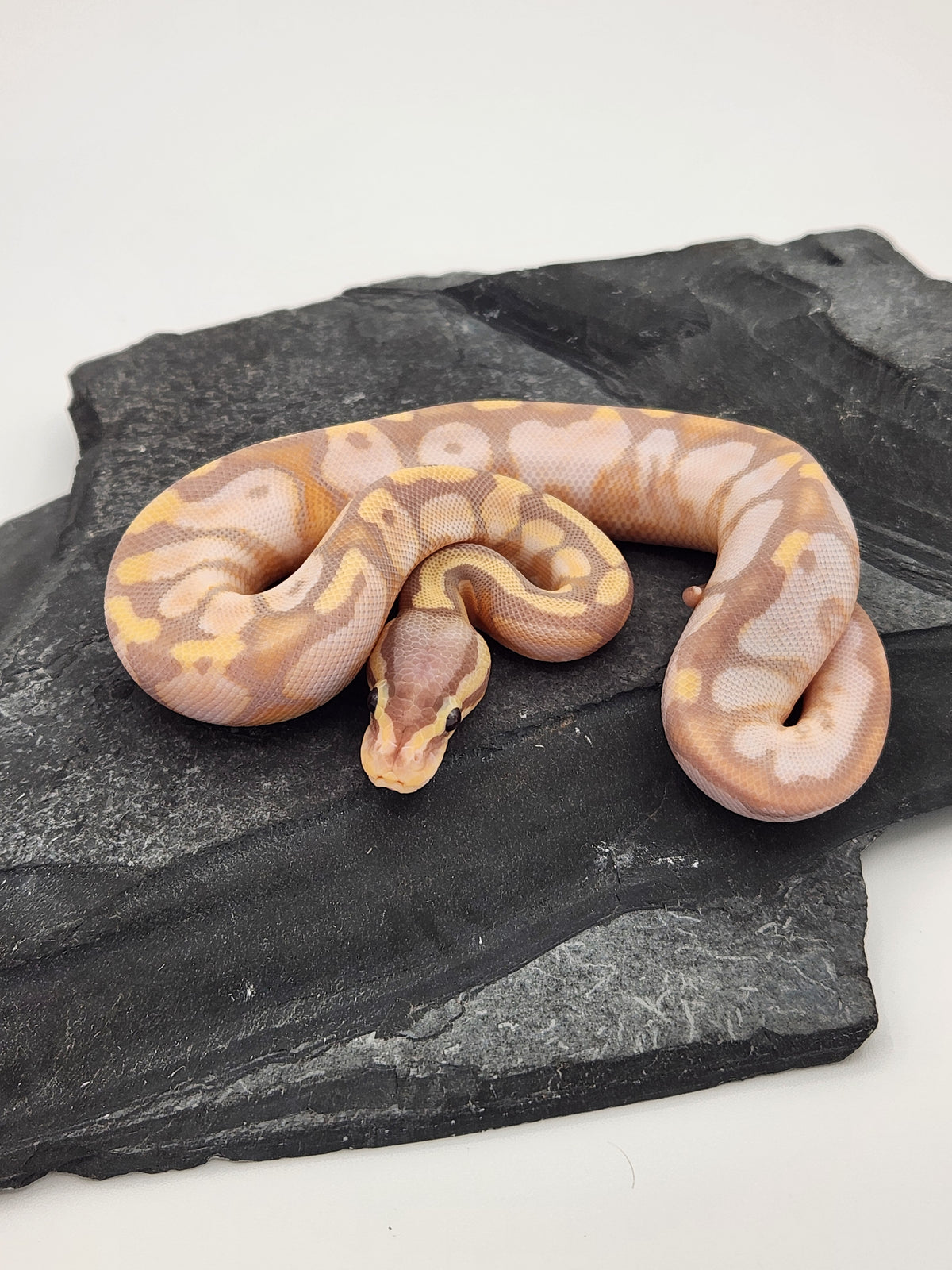 Ball Python - Banana Calico Pastel - Male
