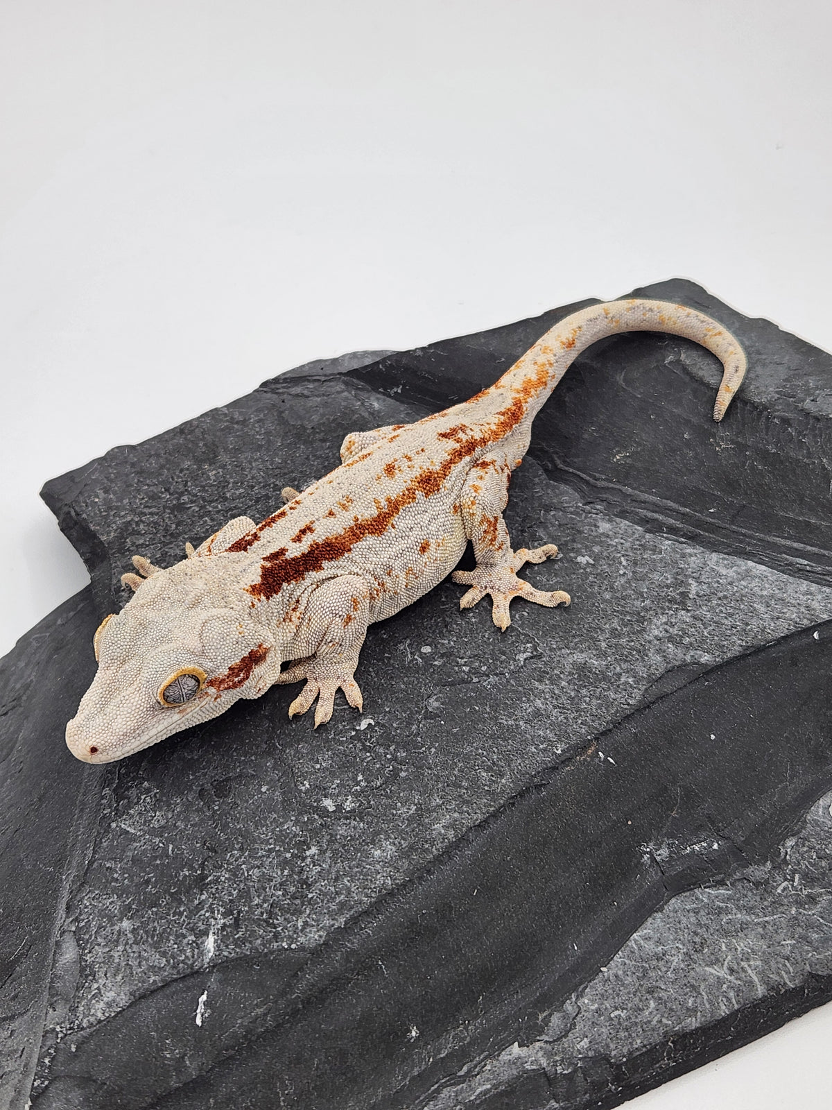 Gargoyle Gecko - Poke - Male