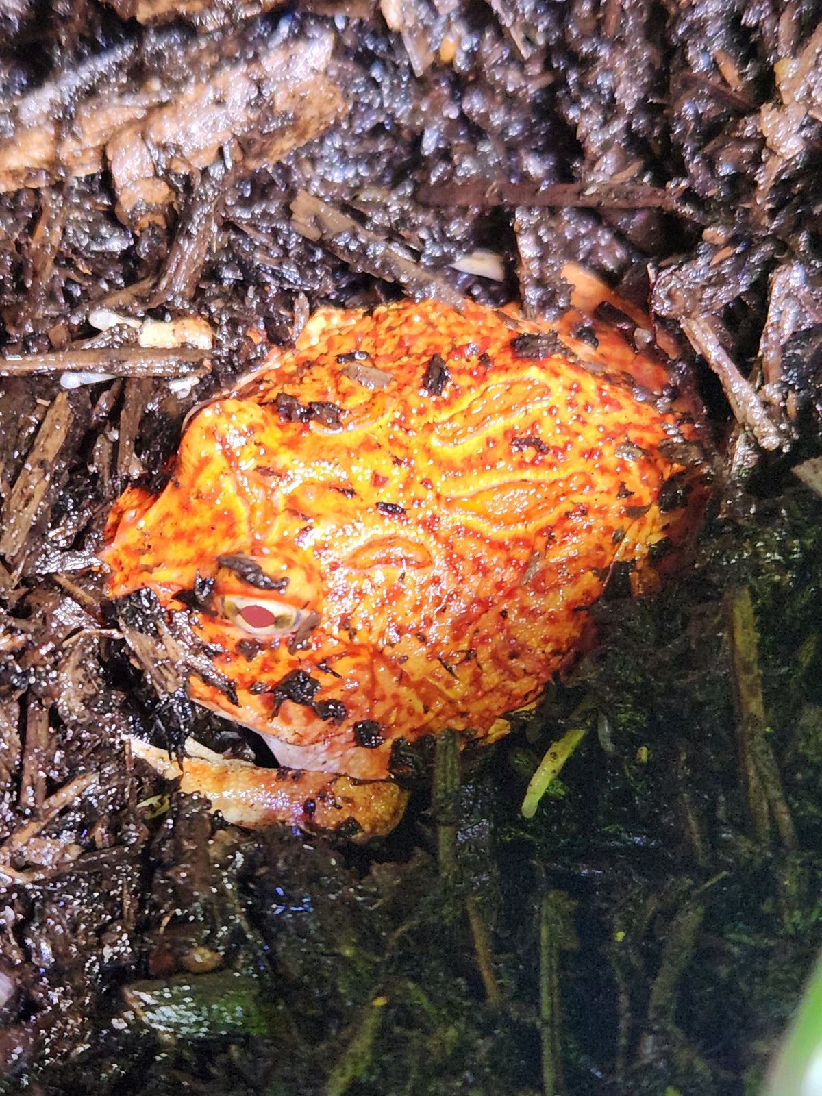 Pacman Frog - Coral Blaze - Unsexed