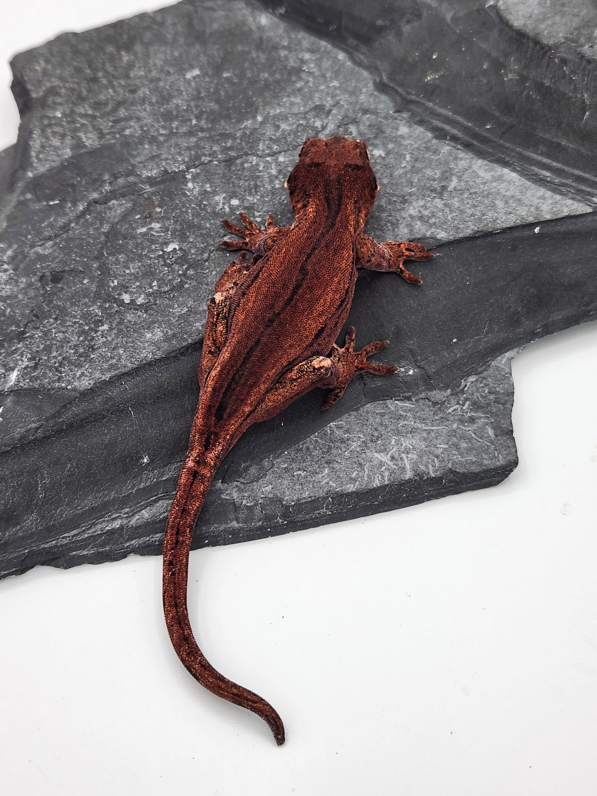 Gargoyle Gecko - Cherry Red x Pink Lady - 7-30-25 - Unsexed