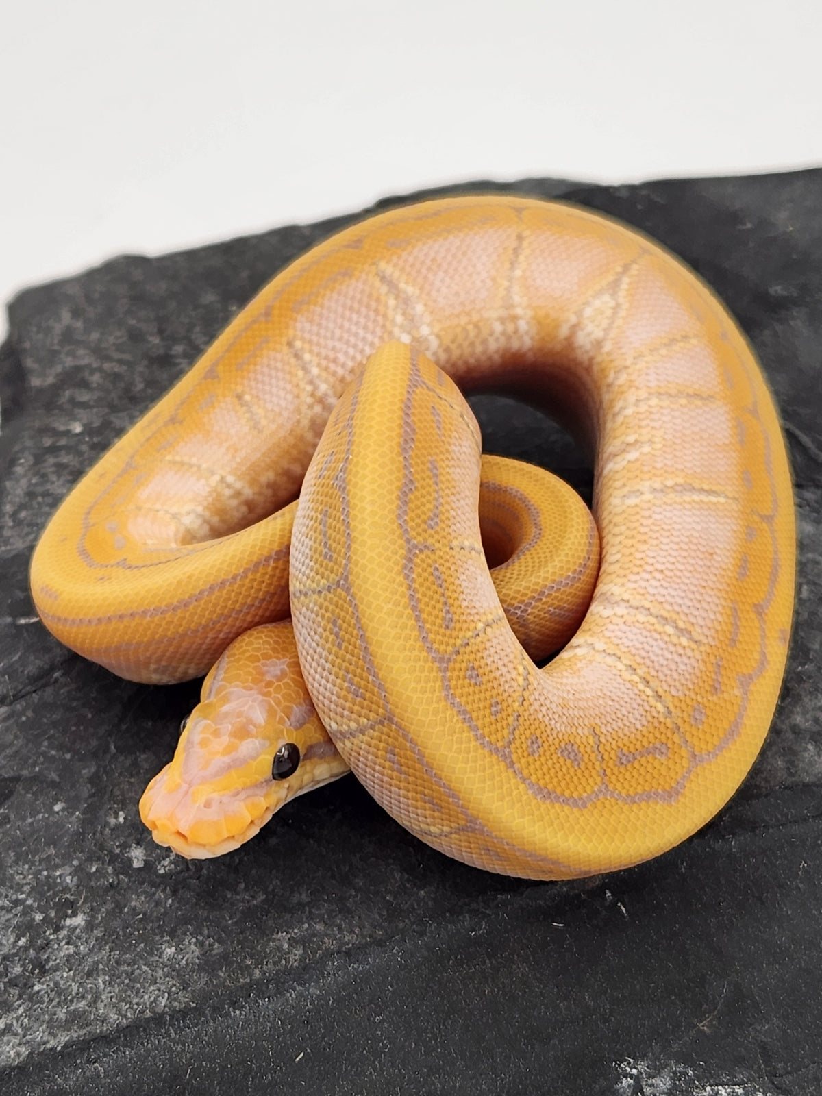 Ball Python - Banana Pinstripe 50PH Tri Stripe - Female