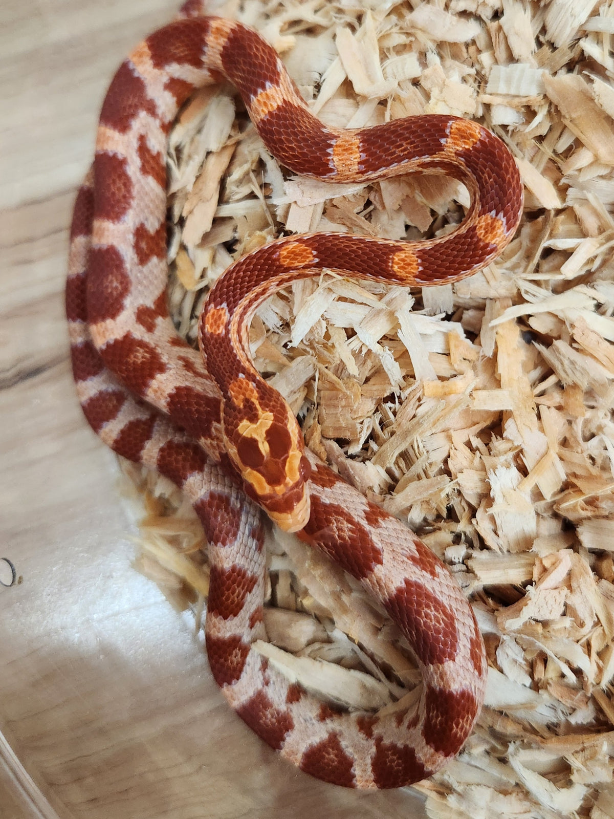 Corn Snake - Red Factor Amel 66PH Palmetto/Sunrise - Female