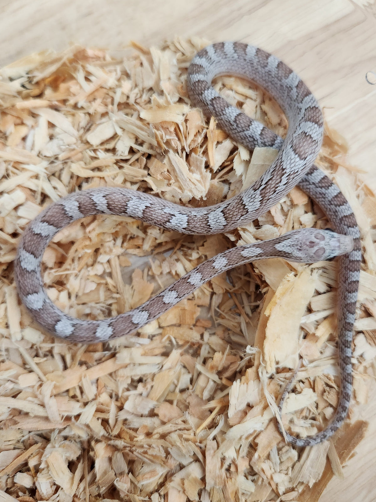 Corn Snake - Diffused Hypo Cinder Het Pied Sided 66PH Sunkissed/Caramel/Anery - Male