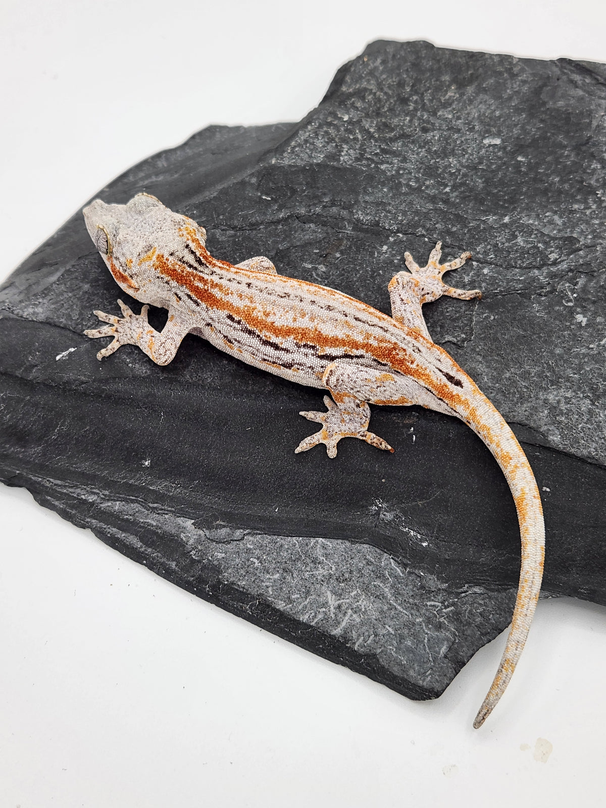 Gargoyle Gecko - Griffin x Licorice - 8-28-23 - Female B