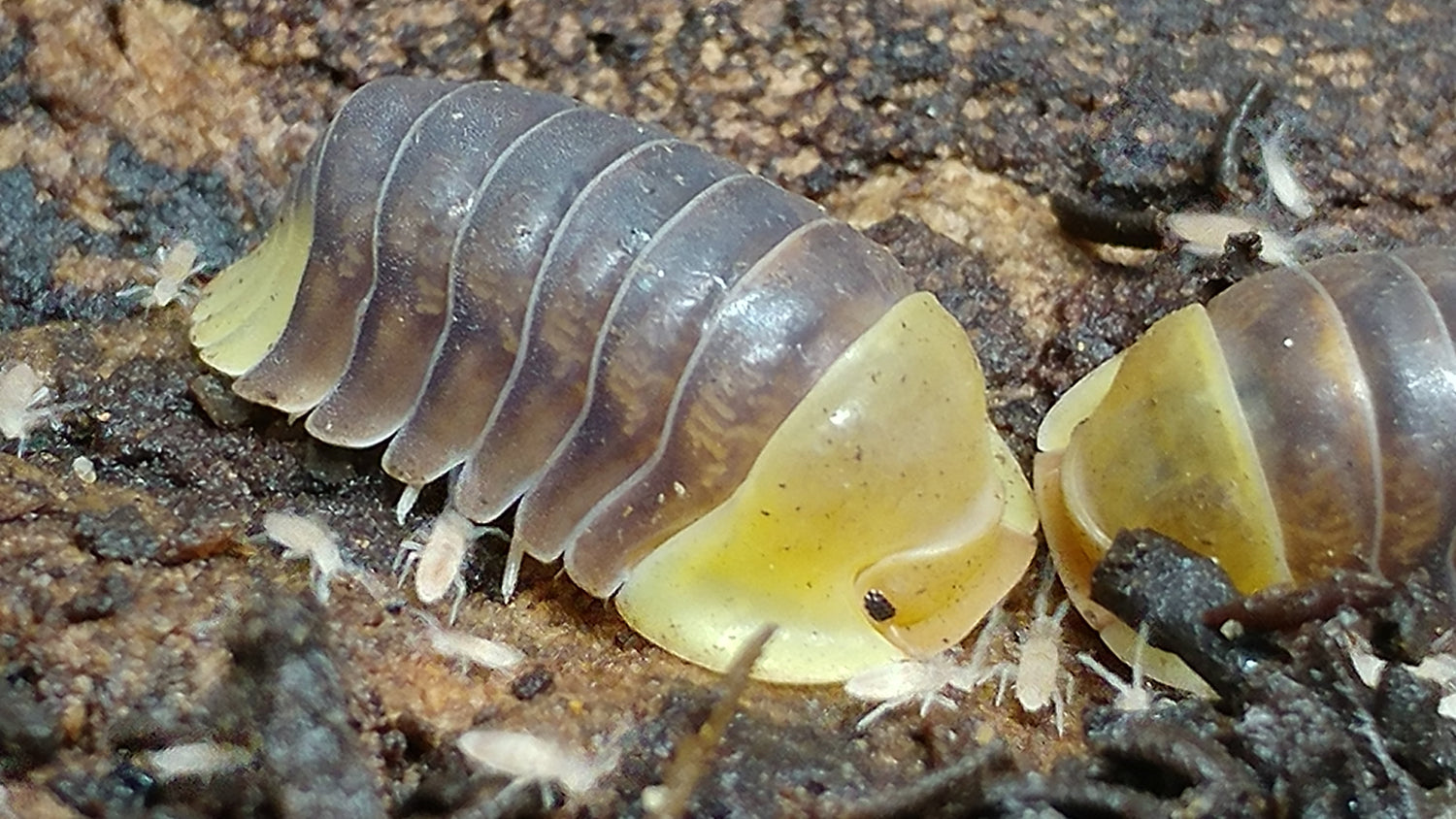 Isopods
