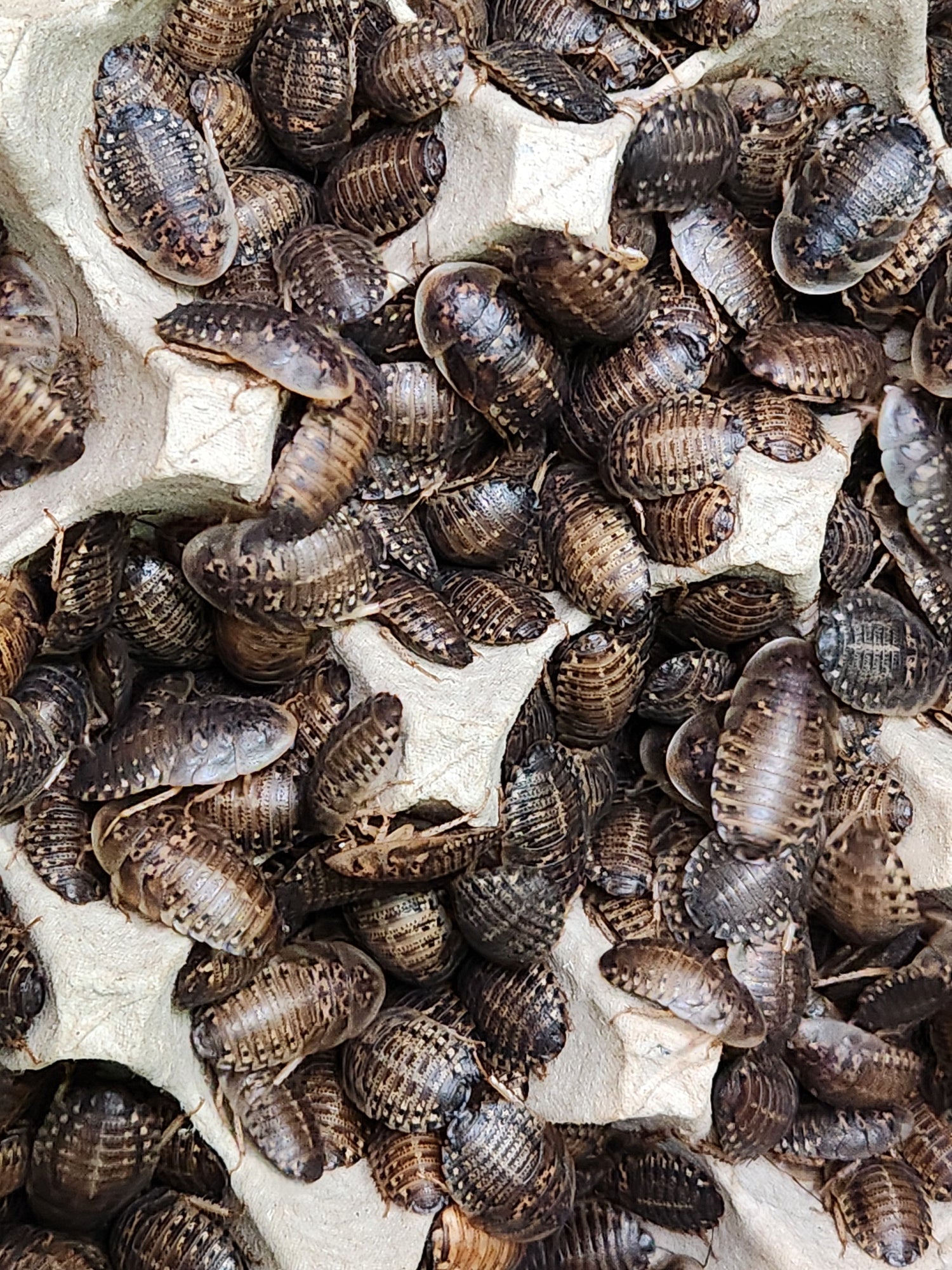 Products & Feeders - In-Store