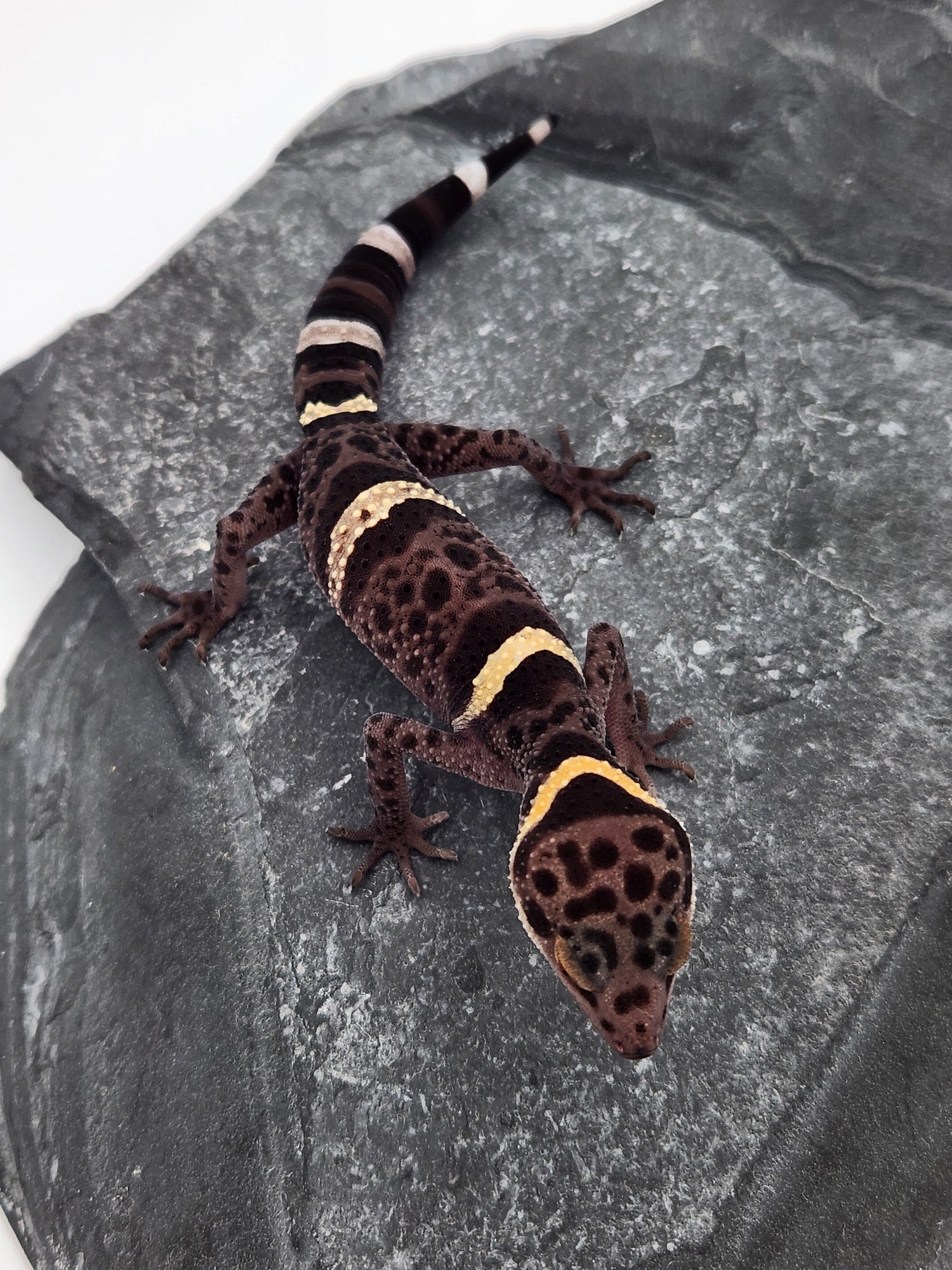 Chinese Cave Geckos
