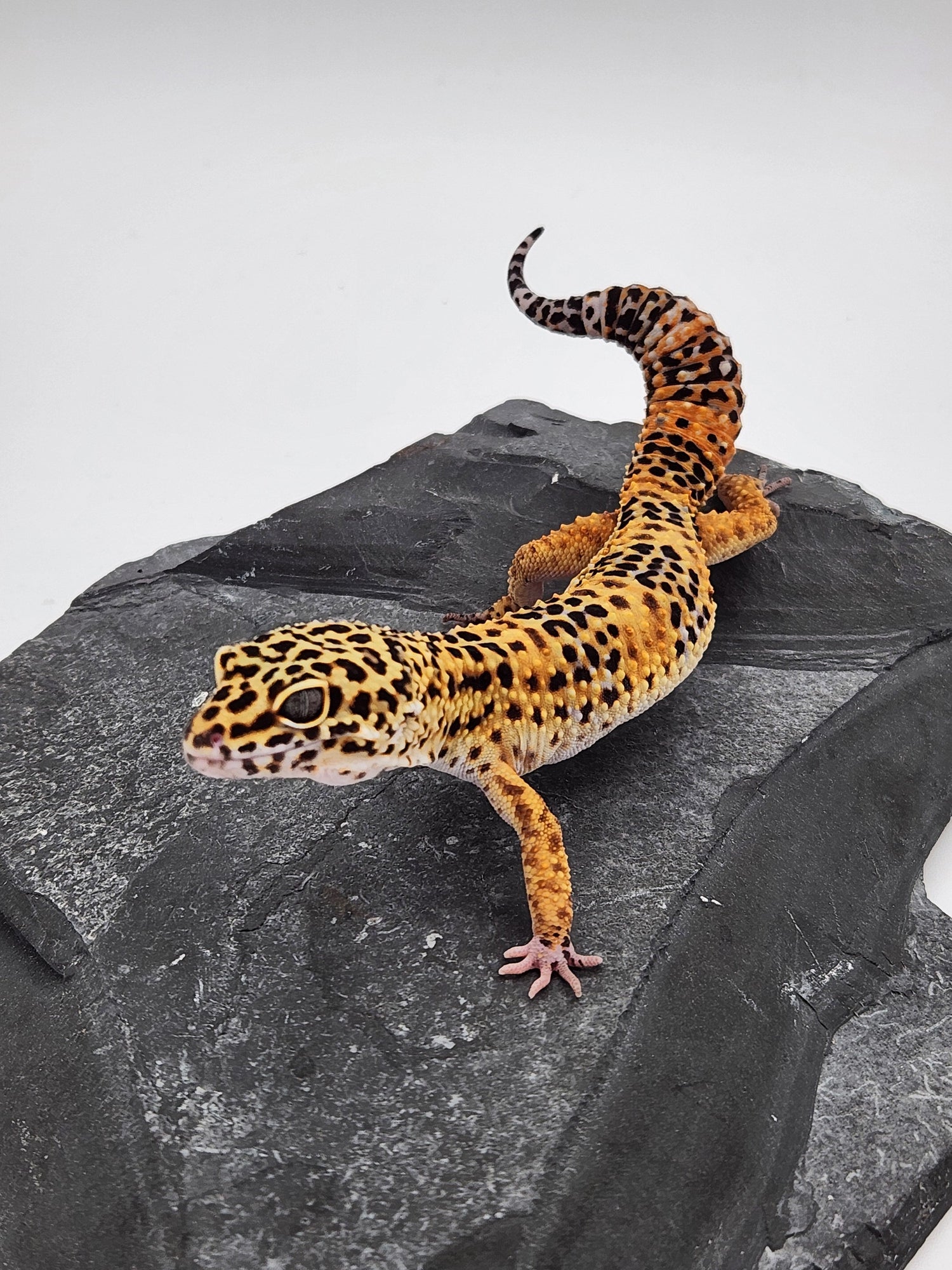 Leopard Geckos