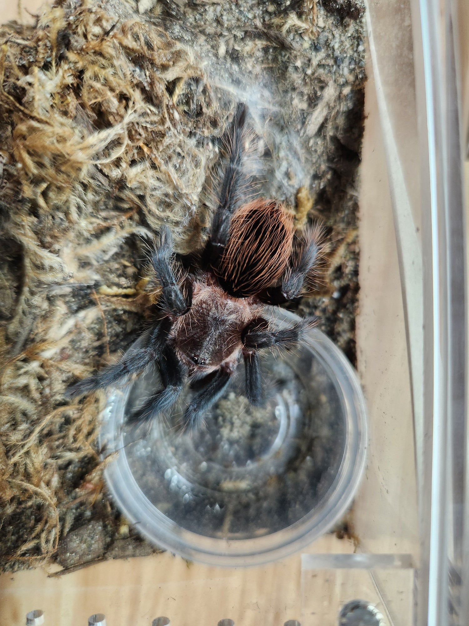 Tarantulas