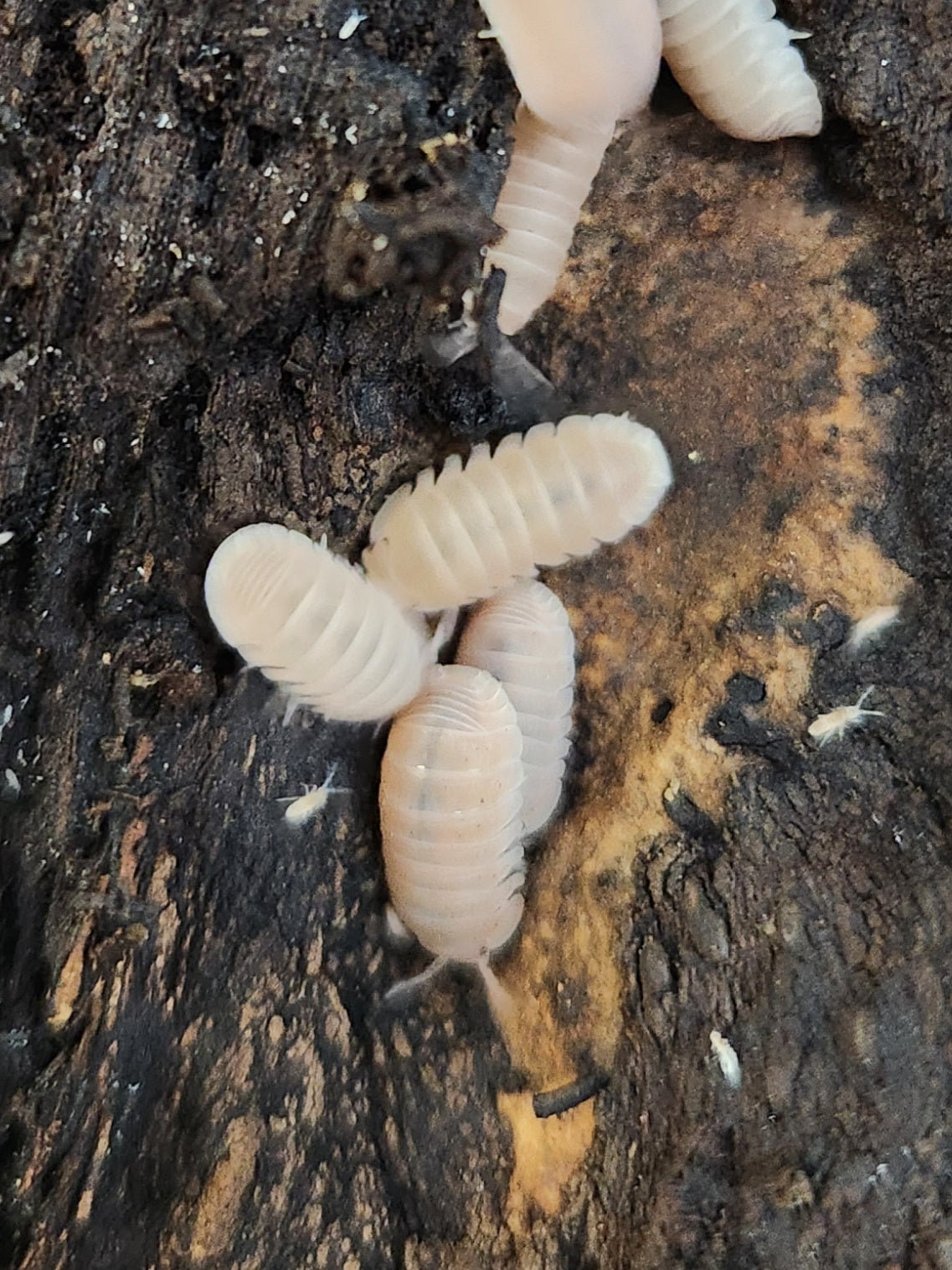 Isopods - COMING SOON - Cubaris murina - "Papaya" - 12 Count