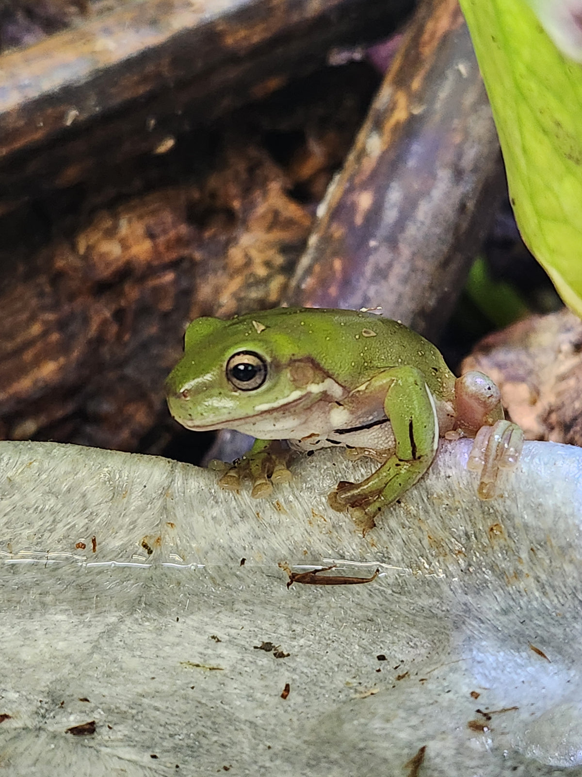 Amphibian - Whites Tree Frog - Snowflake