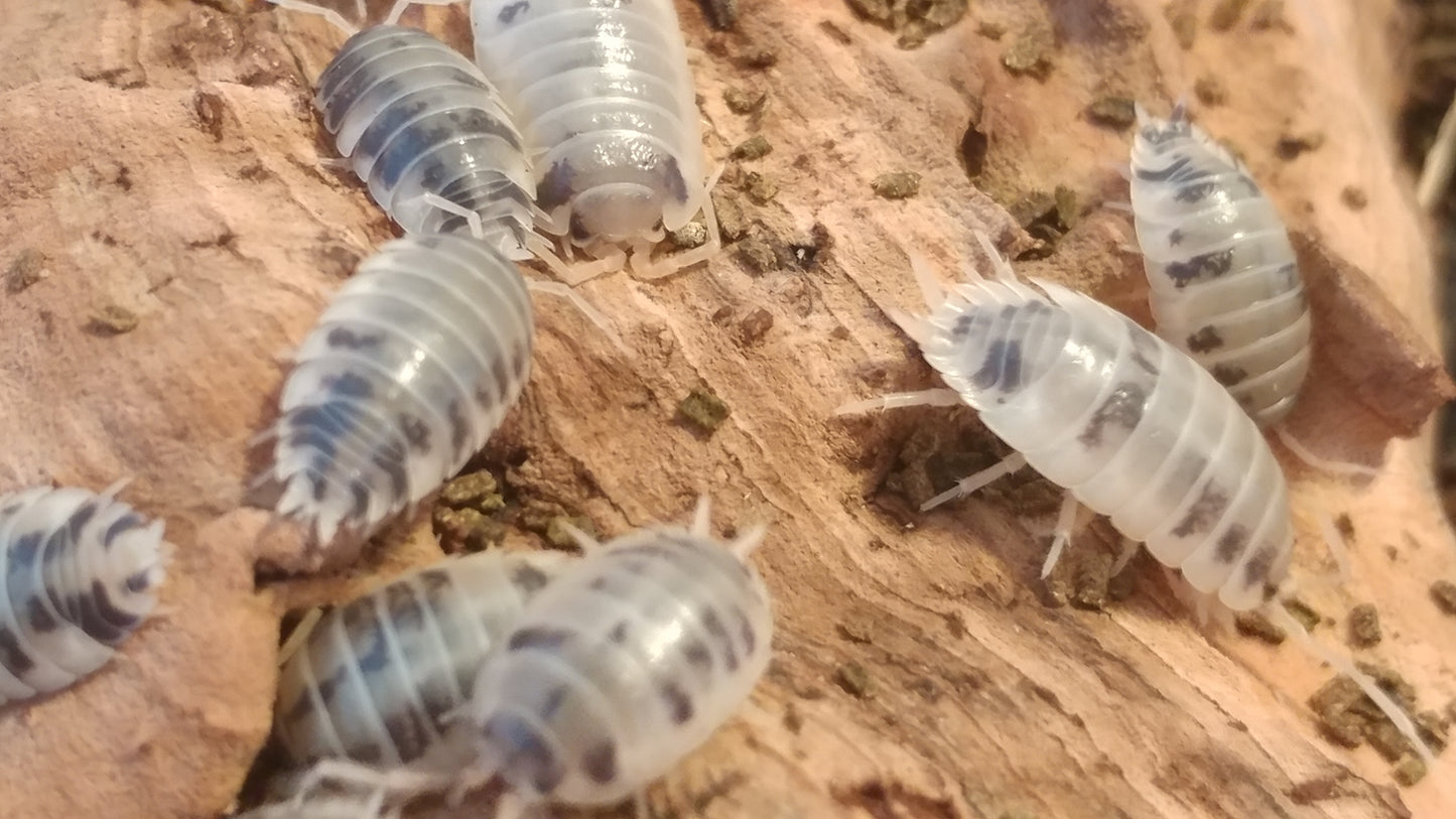 Isopods - Porcellio laevis 'Dairy Cow' - 12 Count