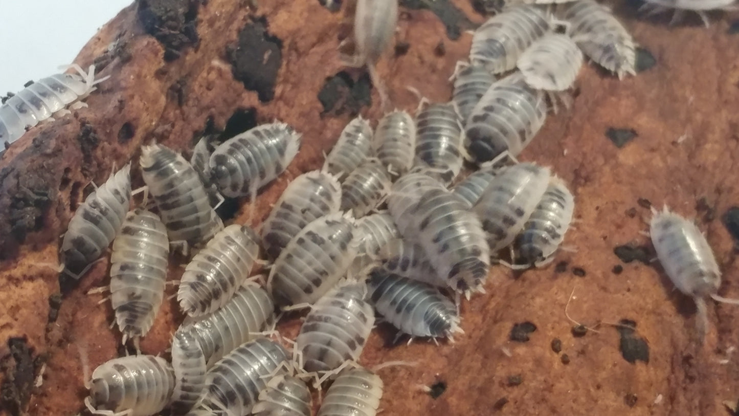 Isopods - Porcellio laevis 'Dairy Cow' - 12 Count