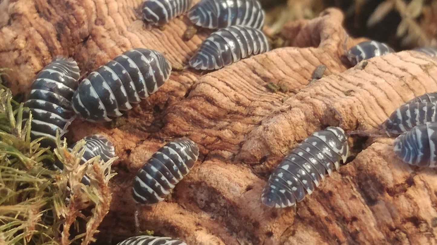 Isopods - Armadillidium maculatum 'Zebra' -12 count