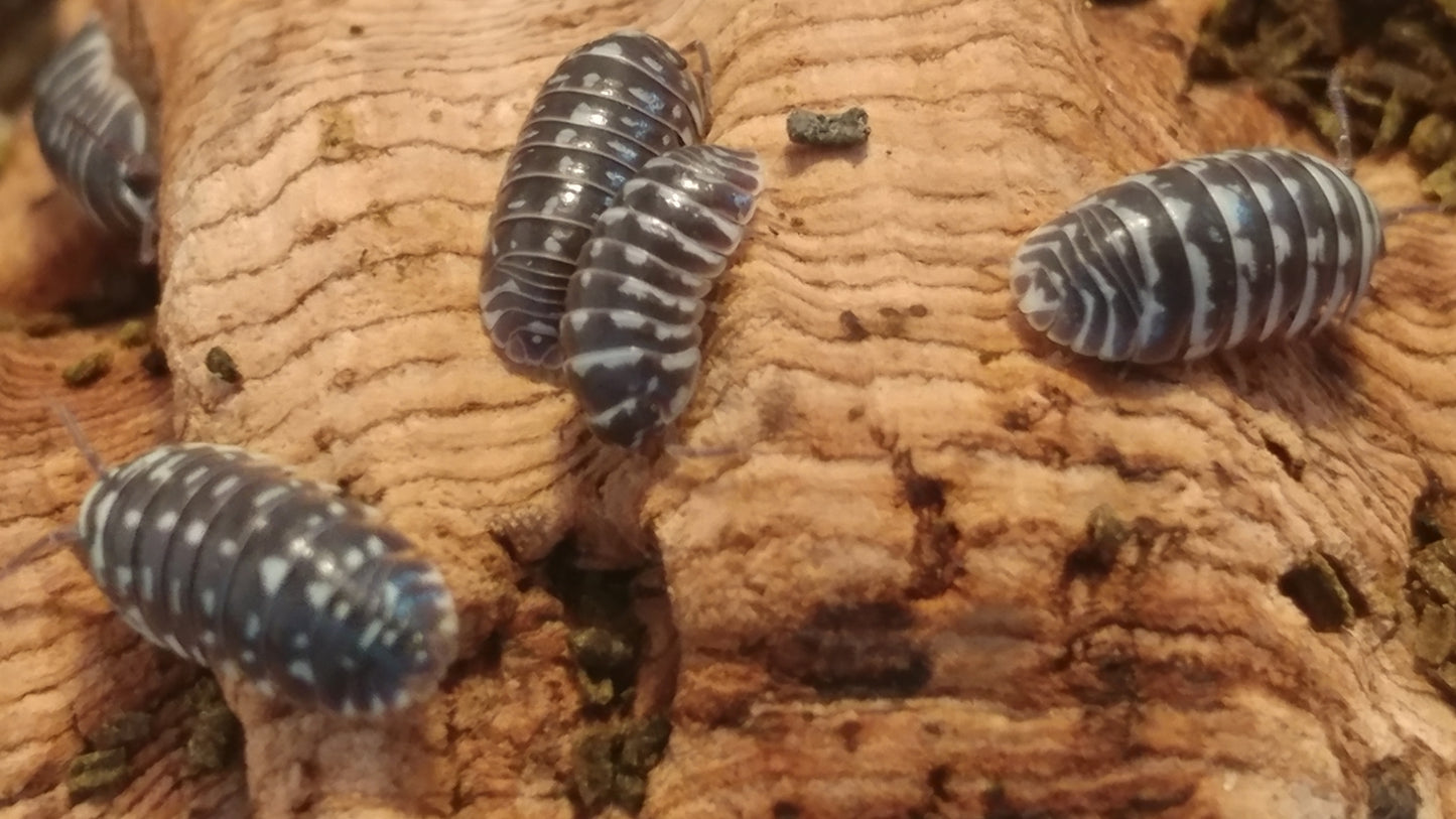 Isopods - Armadillidium maculatum 'Zebra' -12 count