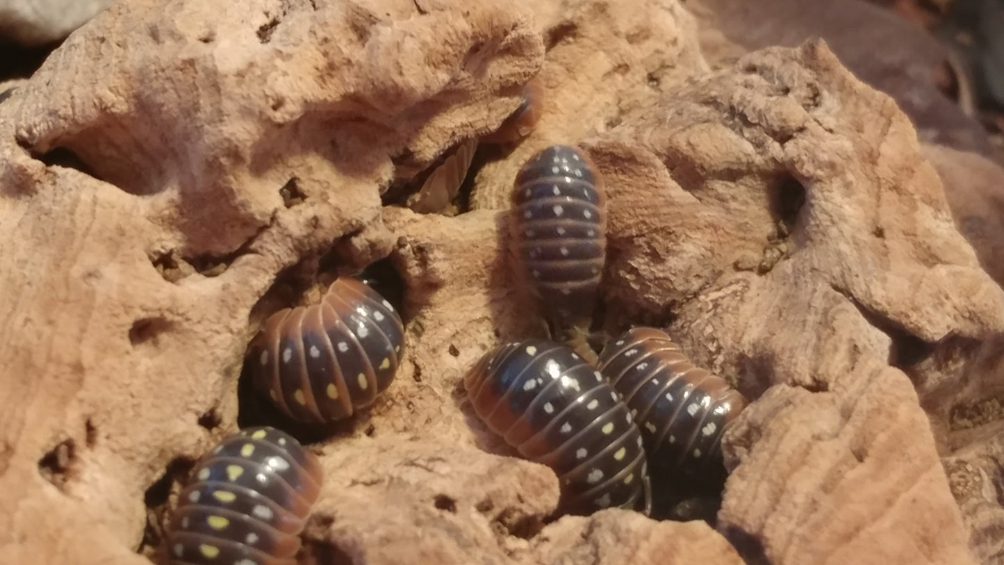 Isopods - Armadillidium klugii 'Montenegro' - 12 count