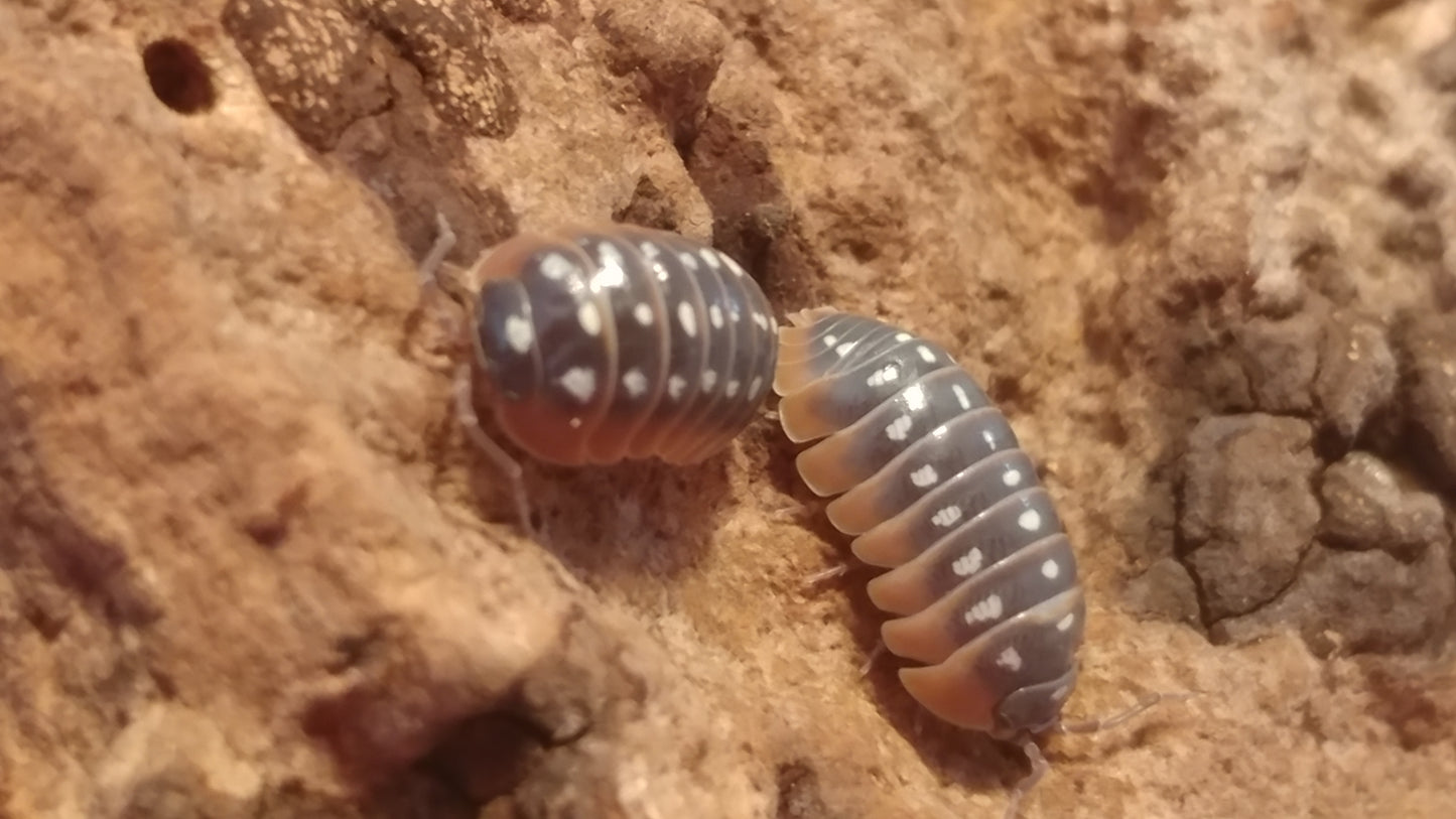 Isopods - Armadillidium klugii 'Montenegro' - 12 count