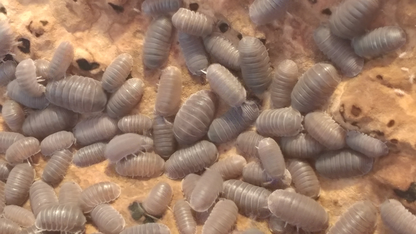 Isopods - Cubaris murina 'Little Sea' - 12 Count
