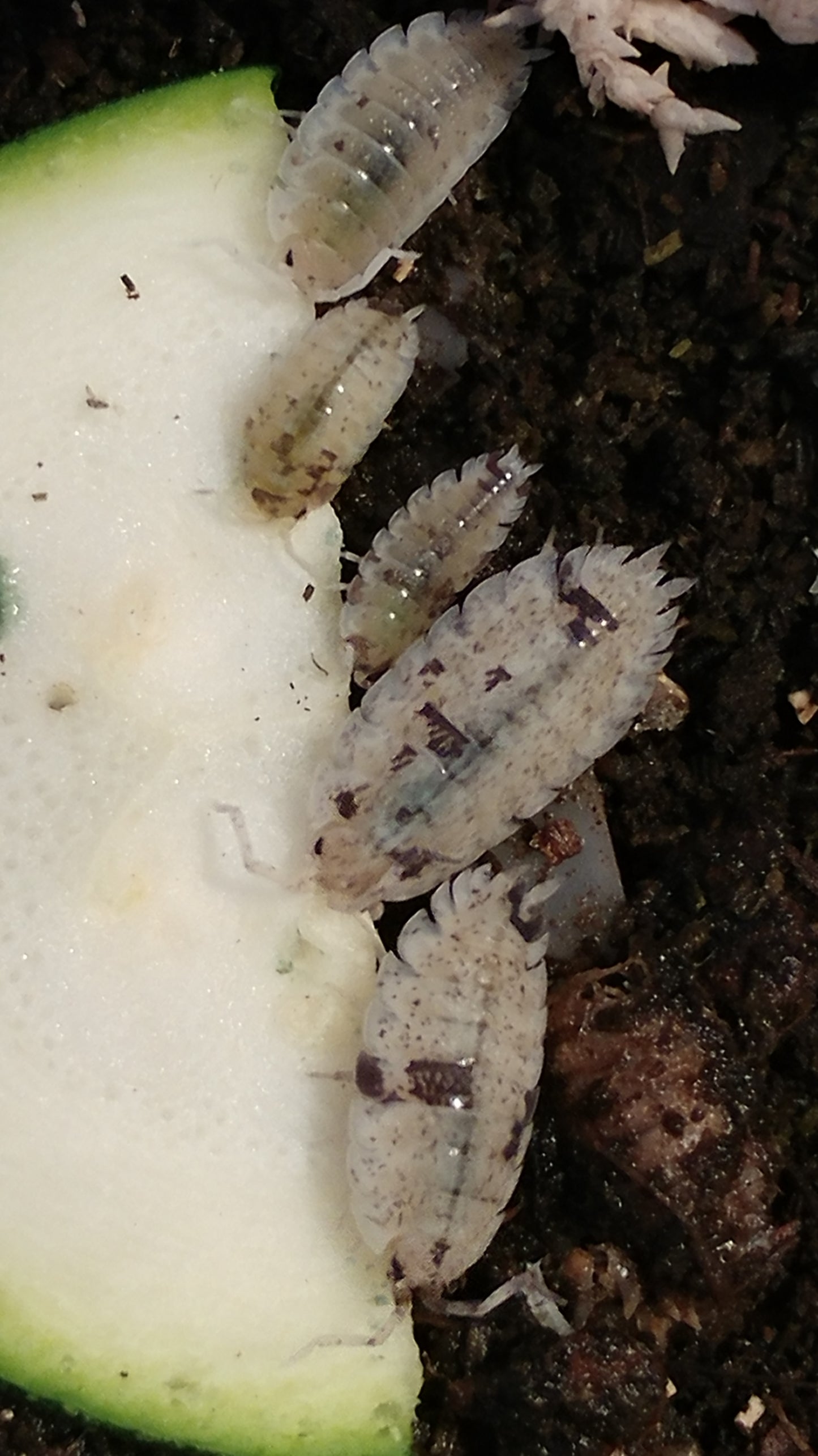 Isopods - Porcellio scaber 'Dalmation' - 12 count