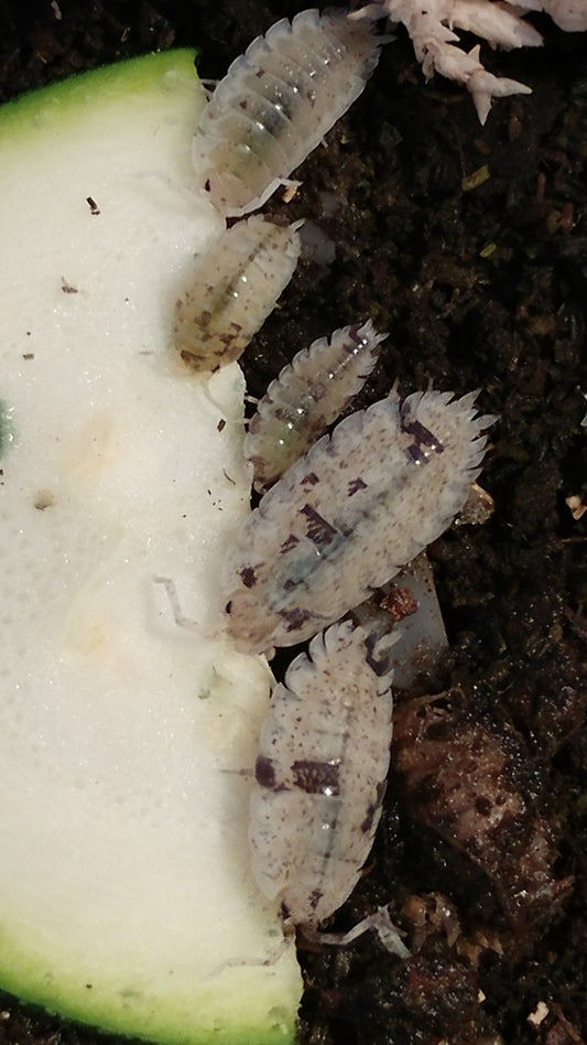 Isopods - Porcellio scaber 'Dalmation' - 12 count