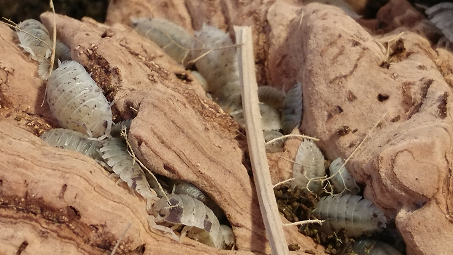 Isopods - Porcellio scaber 'Dalmation' - 12 count
