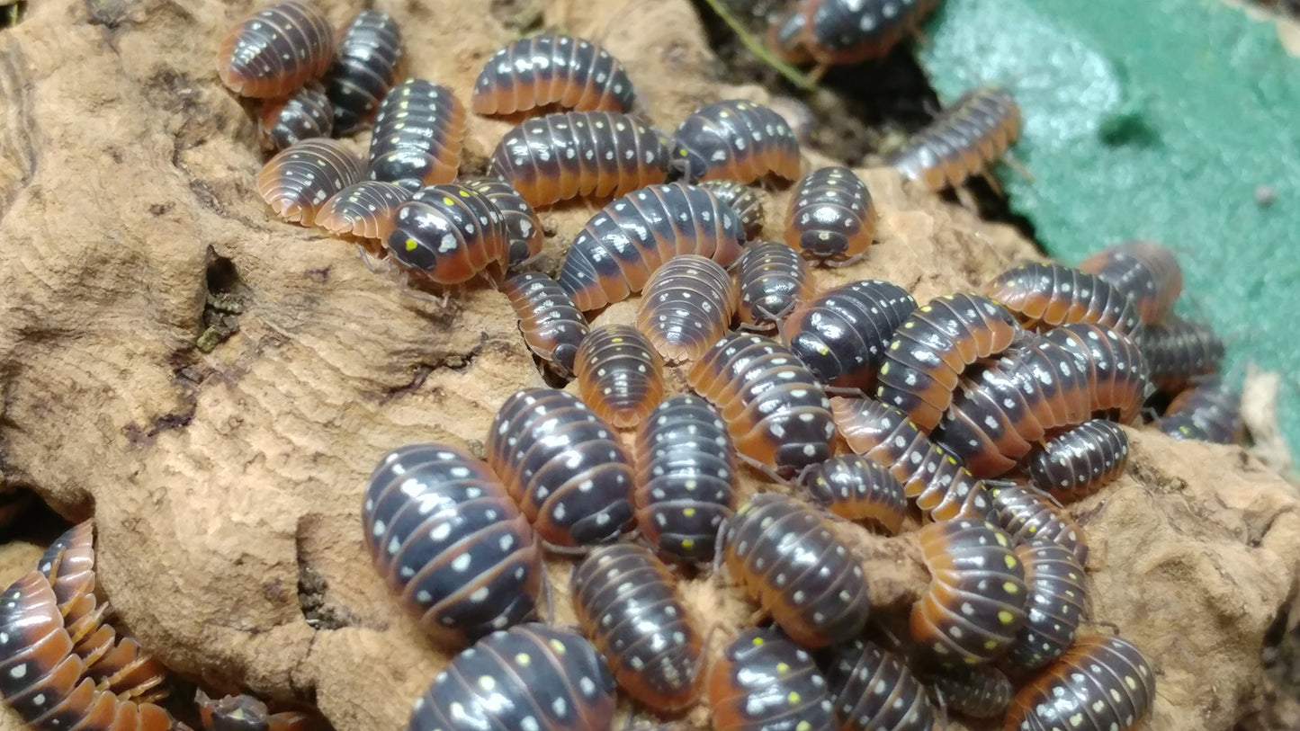 Isopods - Armadillidium klugii 'Montenegro' - 12 count