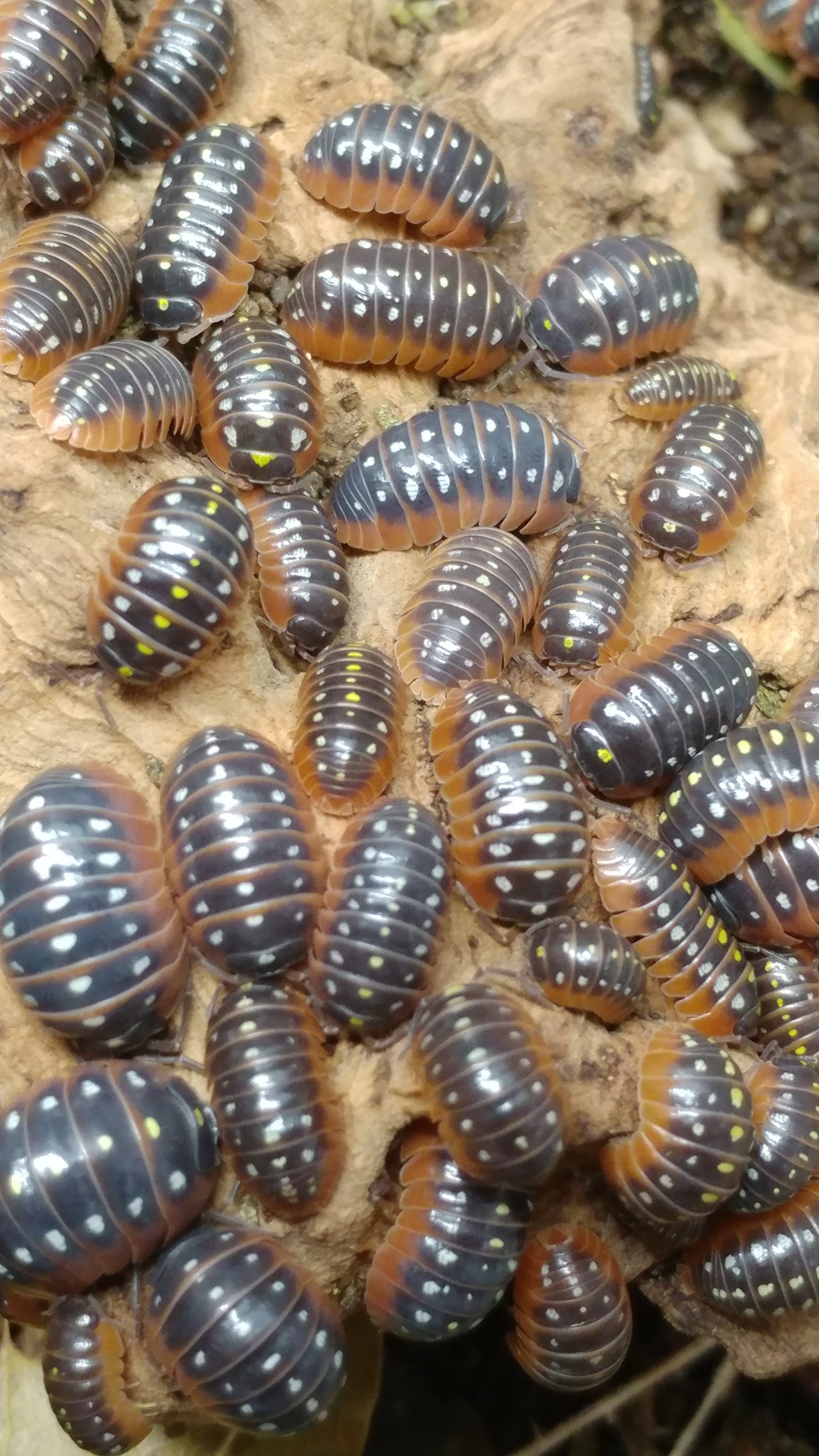 Isopods - Armadillidium klugii 'Montenegro' - 12 count