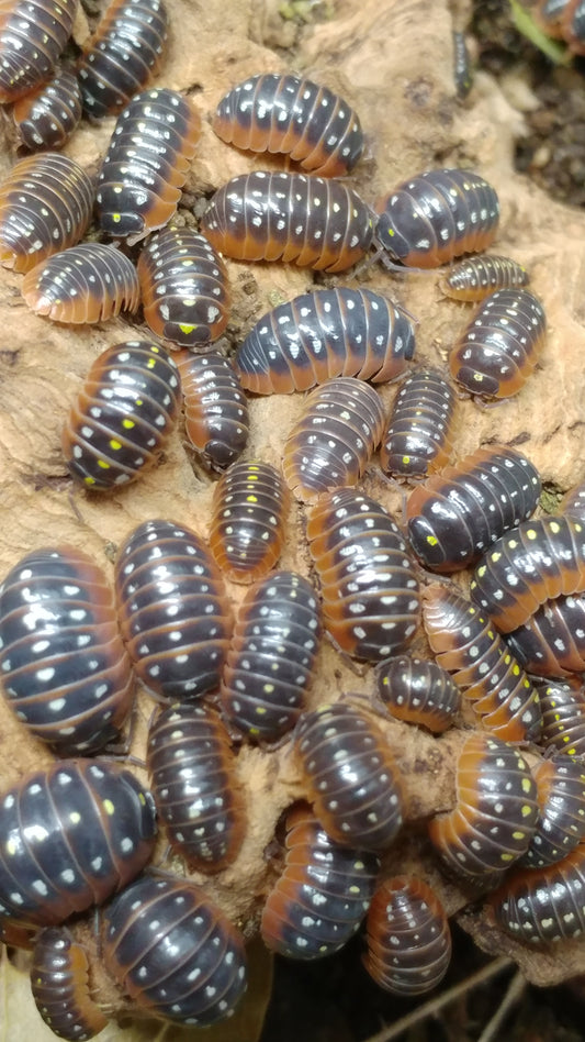 Isopods - Armadillidium klugii 'Montenegro' - 12 count