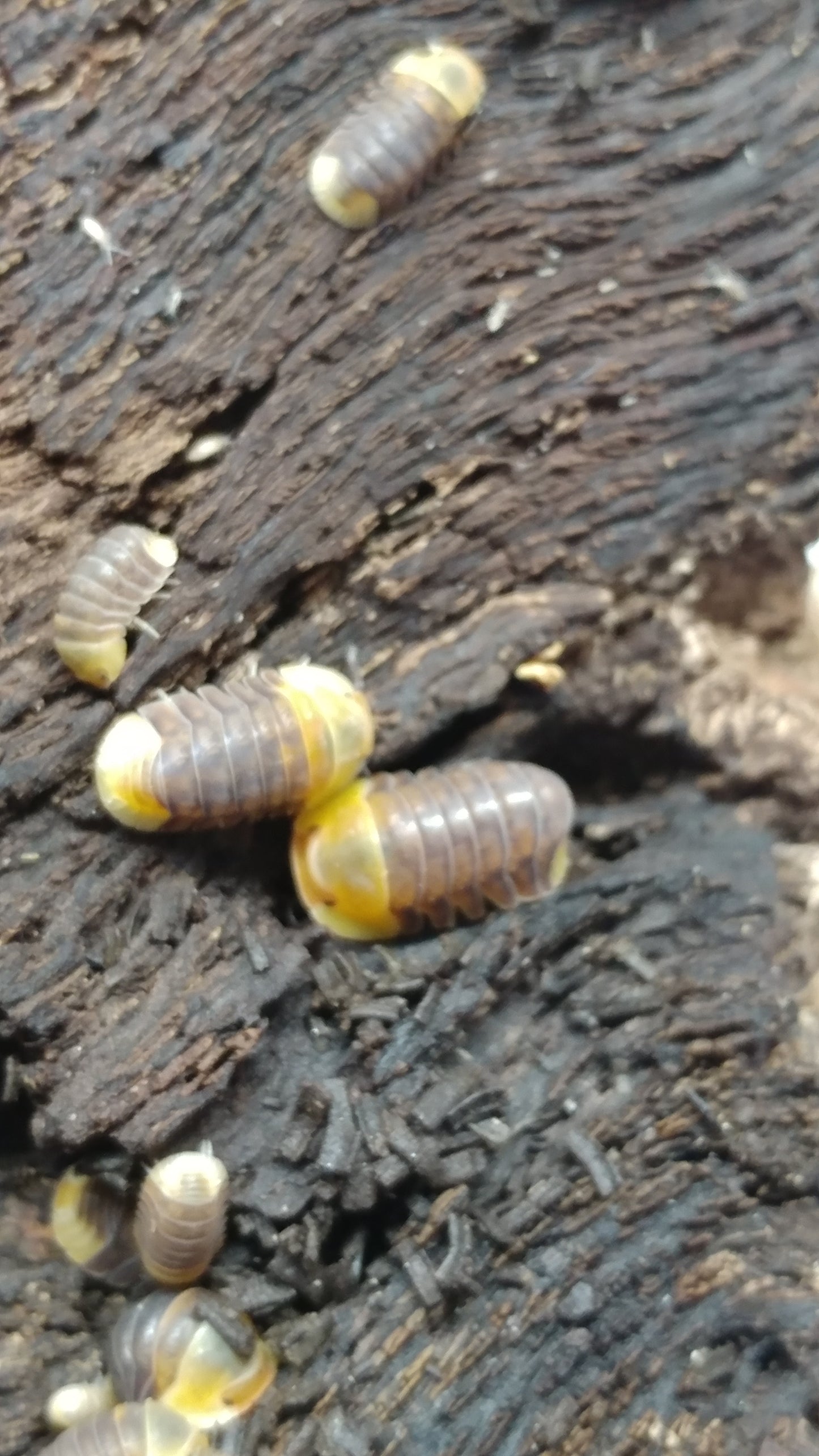 Isopods - Cubaris sp. 'Rubber Ducky' - 6 count