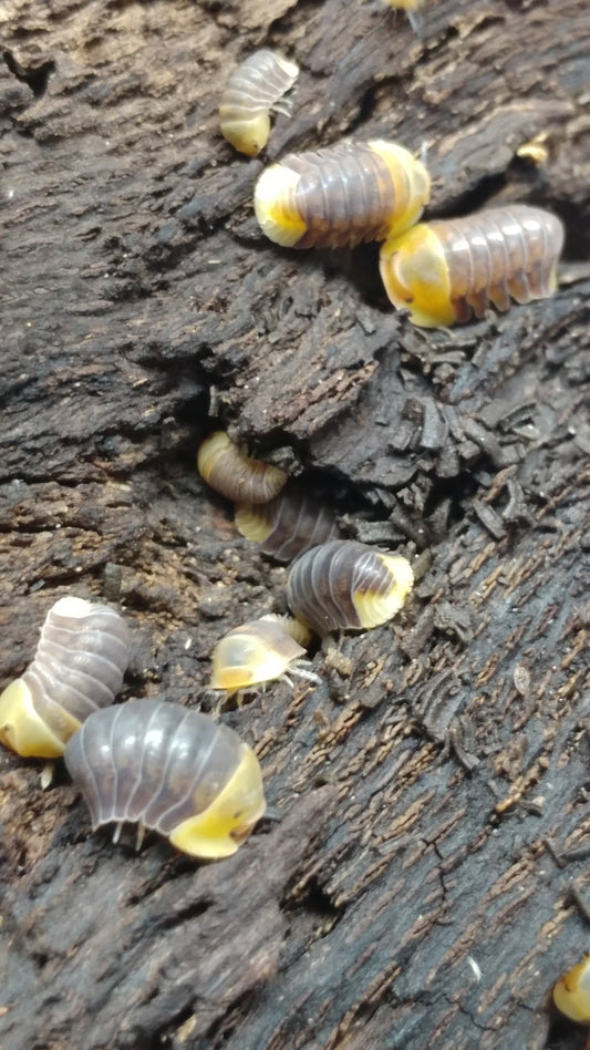 Isopods - Cubaris sp. 'Rubber Ducky' - 6 count