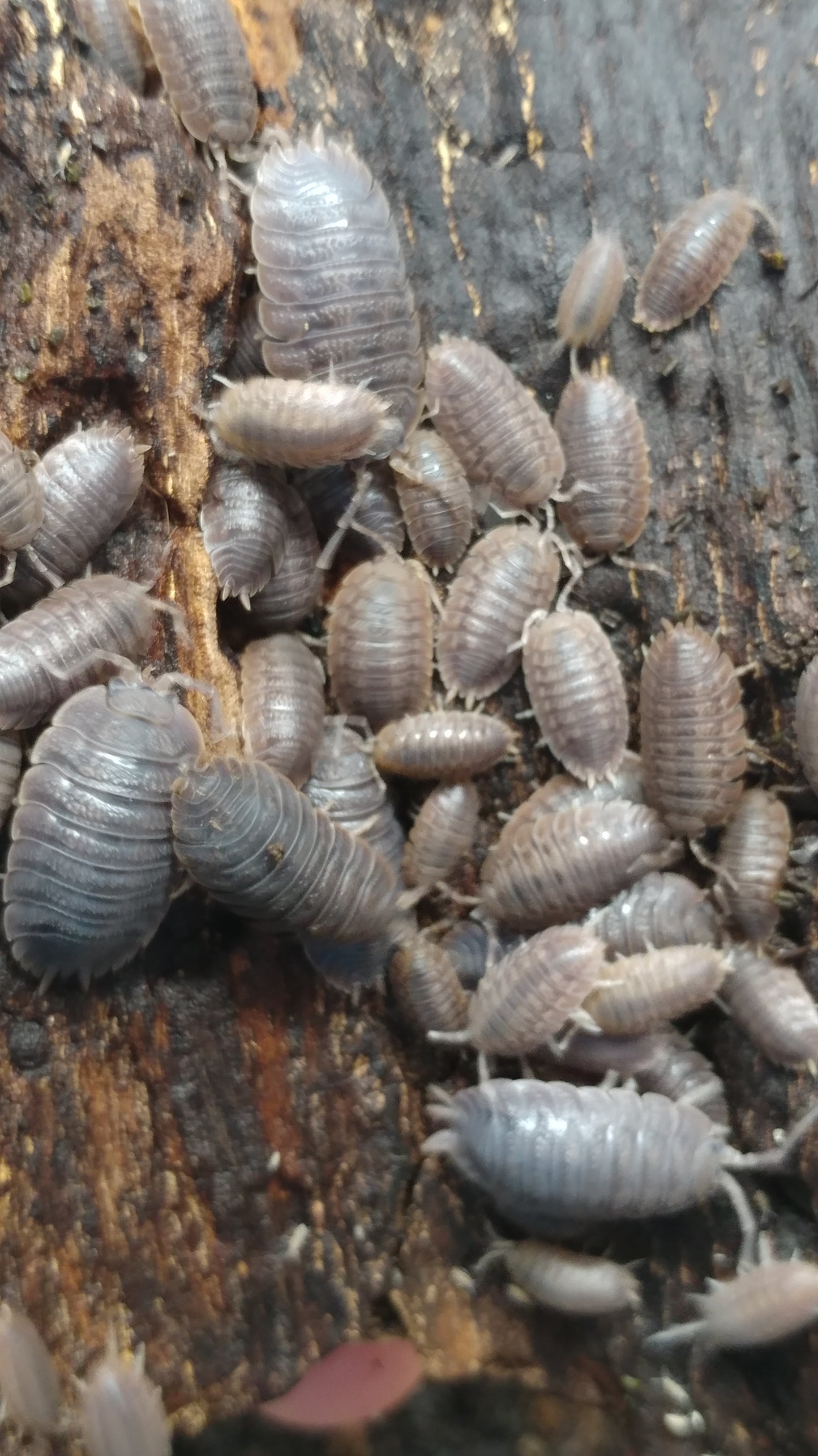 Isopods - Porcellio dilatatus 'Giant Canyon' - 12 count