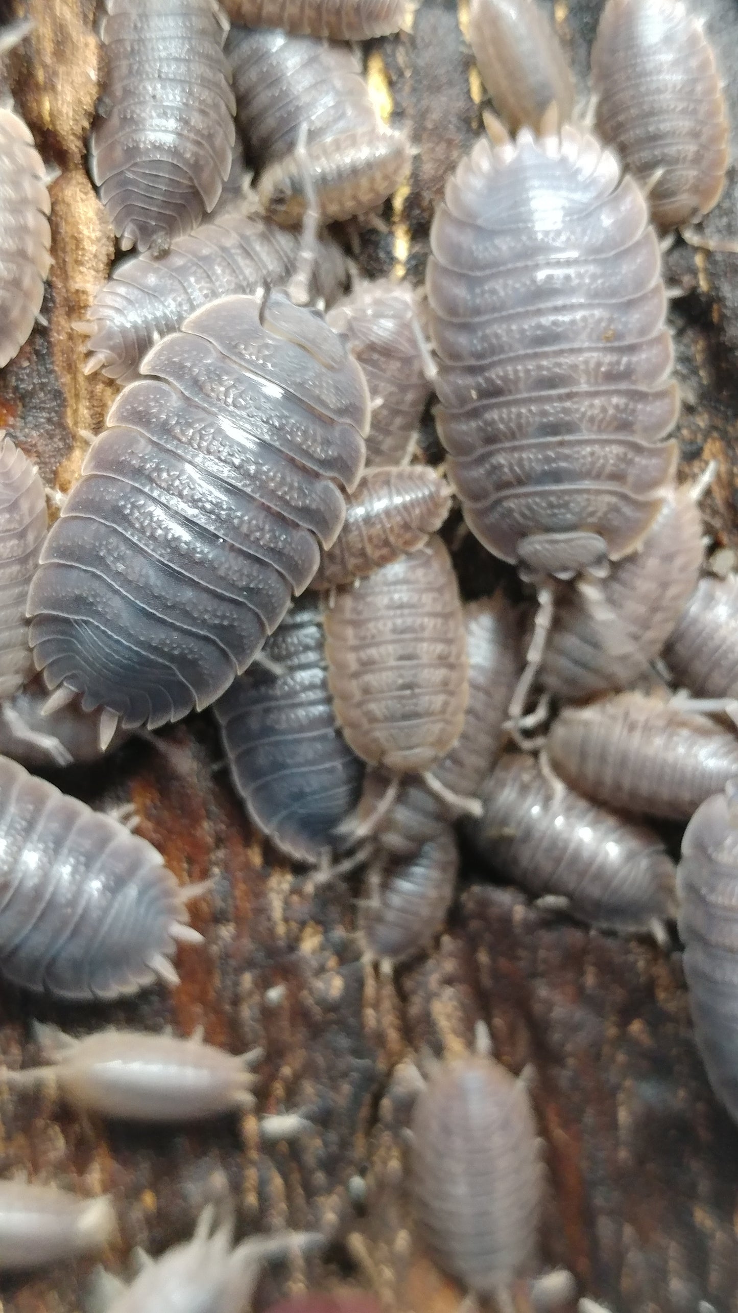 Isopods - Porcellio dilatatus 'Giant Canyon' - 12 count