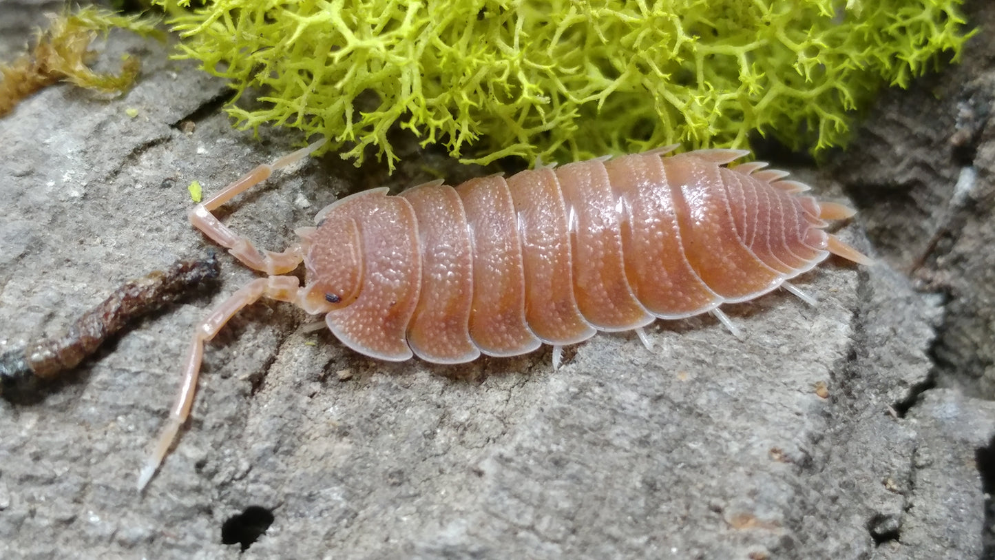 Isopods - Porcellio magnificus - 10 count