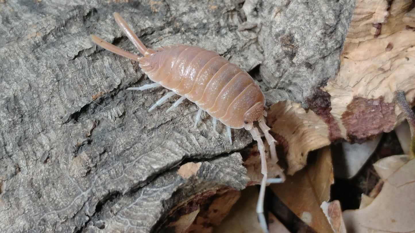 Isopods - Porcellio magnificus - 10 count