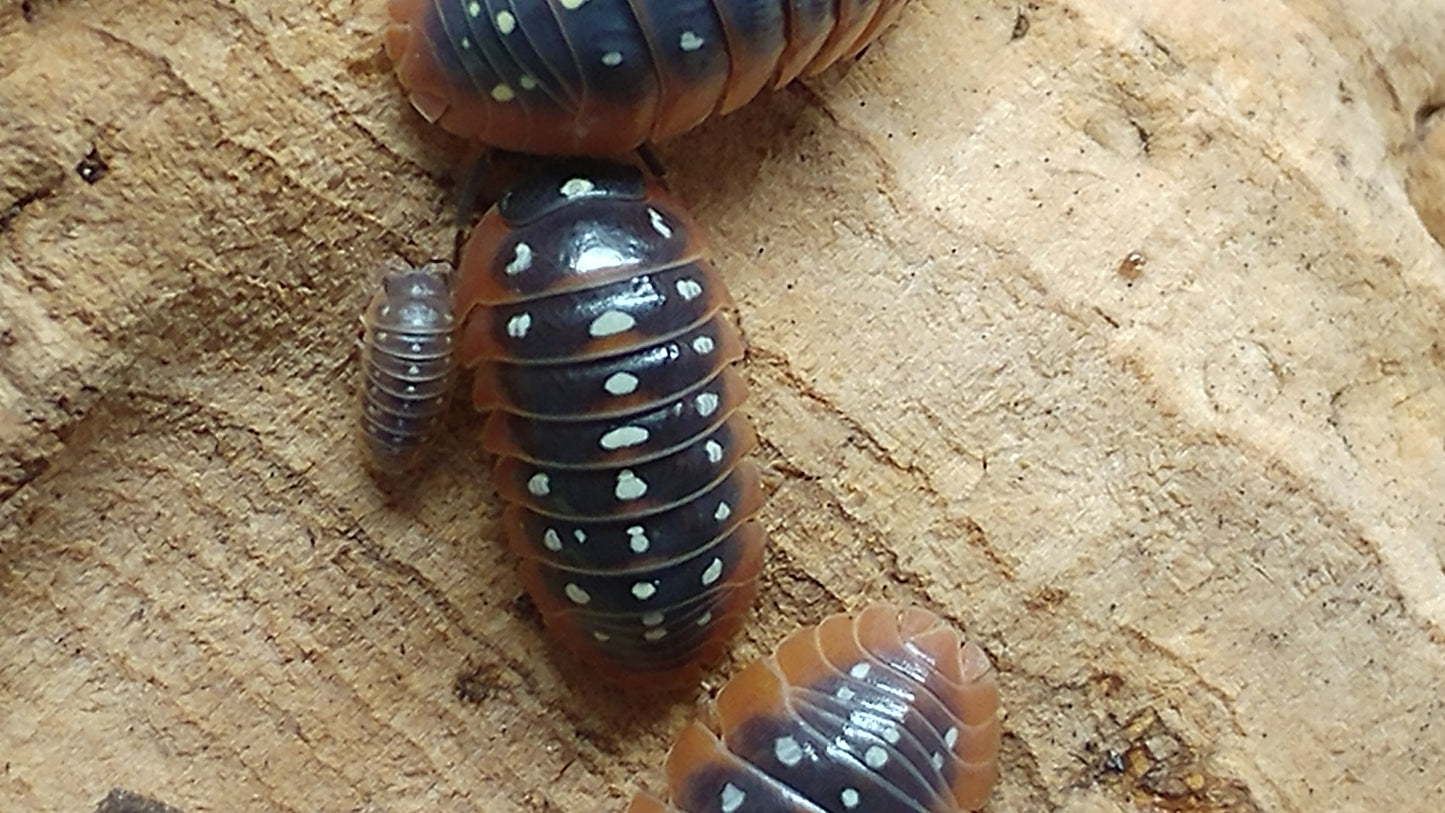 Isopods - Armadillidium klugii 'Montenegro' - 12 count