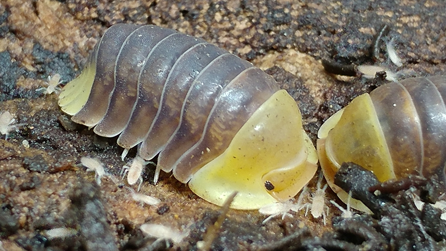 Isopods - Cubaris sp. 'Rubber Ducky' - 6 count