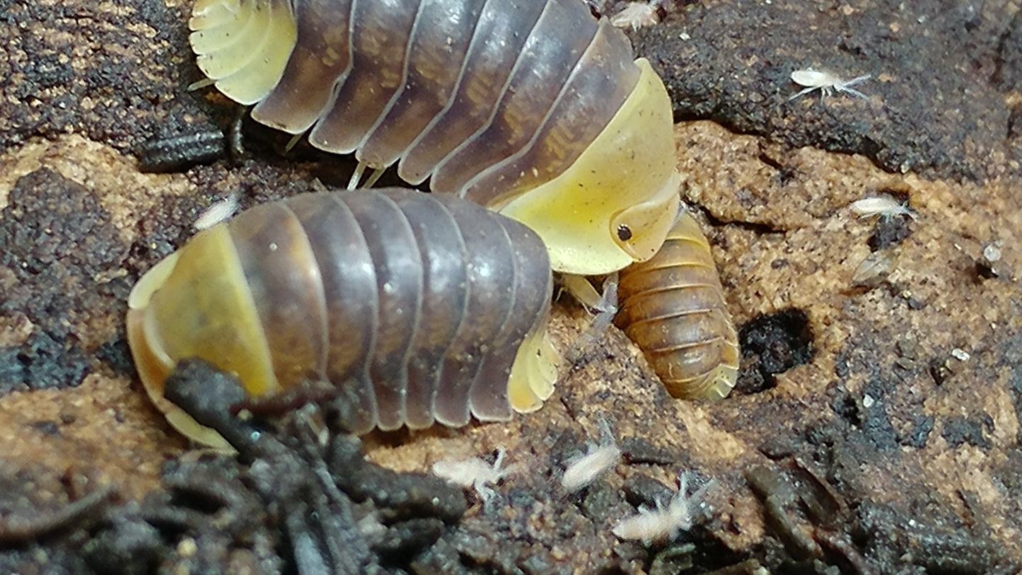 Isopods - Cubaris sp. 'Rubber Ducky' - 6 count