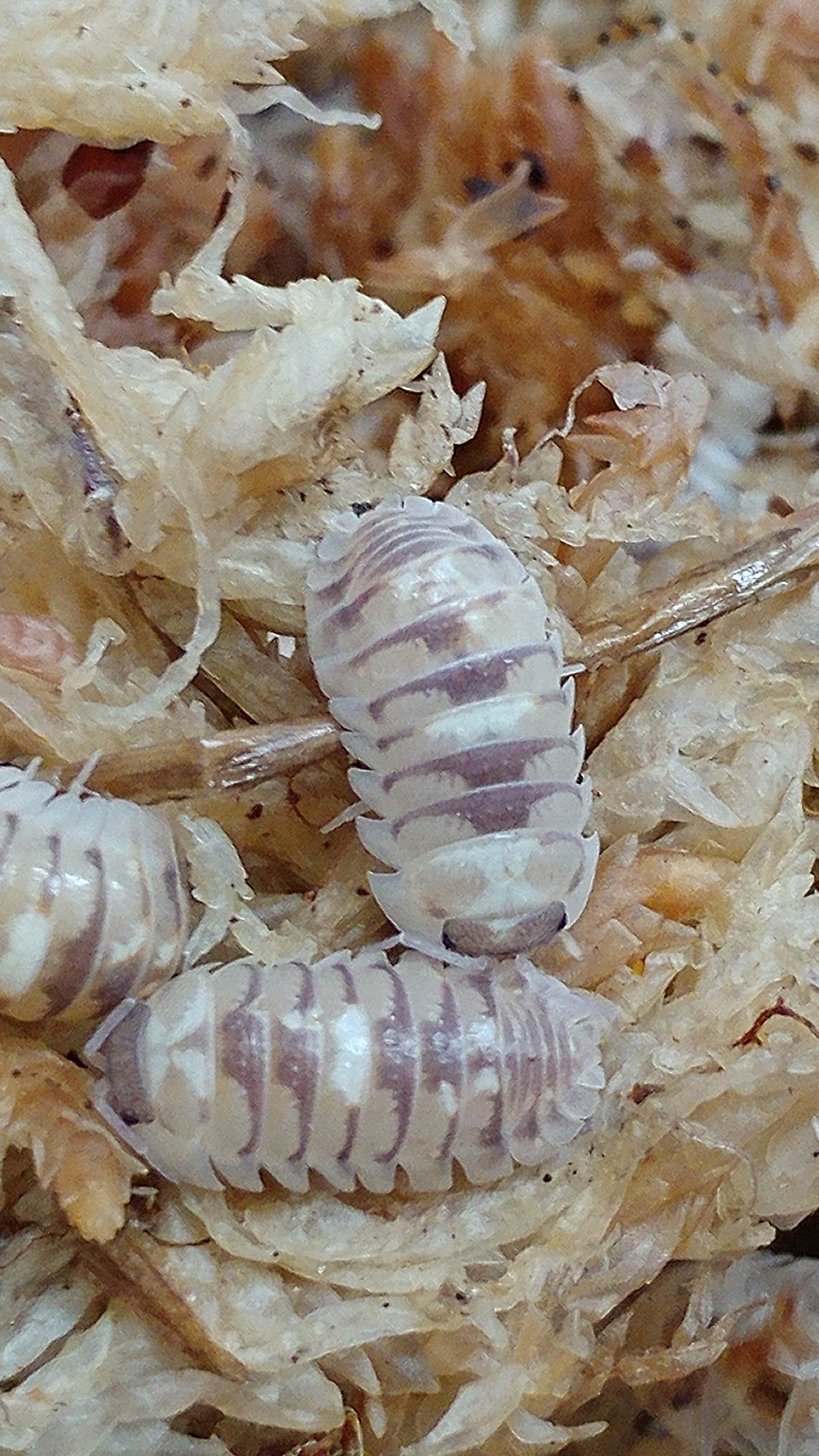 Isopods - Armadillidium espanyoli 'Marbleized' - 12 count