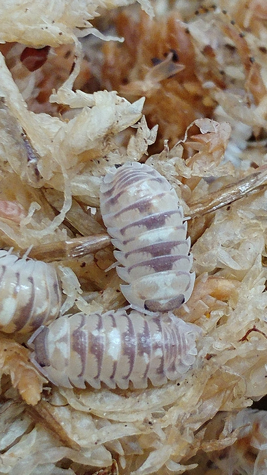 Isopods - Armadillidium espanyoli 'Marbleized' - 12 count