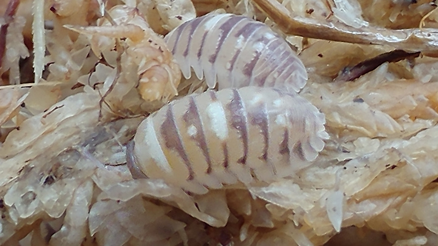 Isopods - Armadillidium espanyoli 'Marbleized' - 12 count