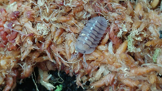 Isopods - Cubaris sp. 'Blue Pigeon' - 6 count