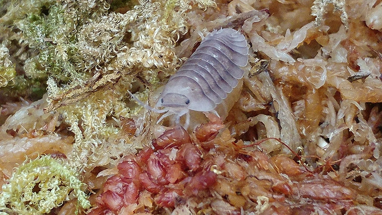 Isopods - Cubaris sp. 'Blue Pigeon' - 6 count