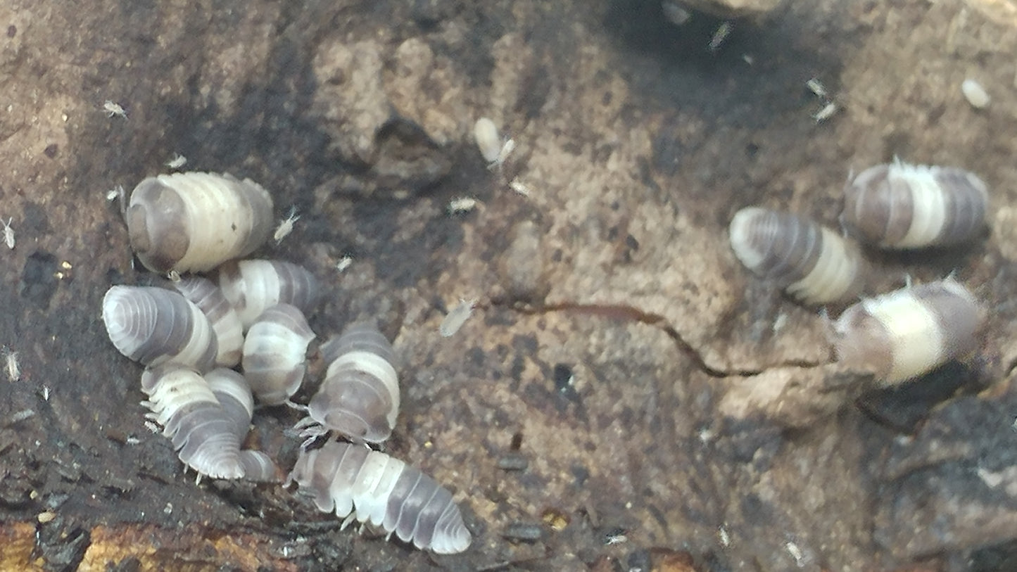 Isopods - Cubaris sp. 'Panda King' - 12 count