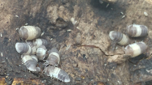 Isopods - Cubaris sp. 'Panda King' - 12 count