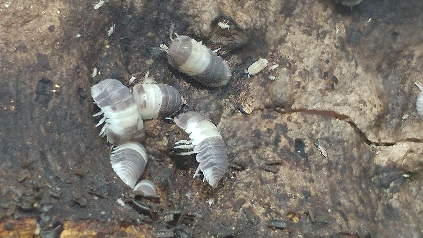 Isopods - Cubaris sp. 'Panda King' - 12 count